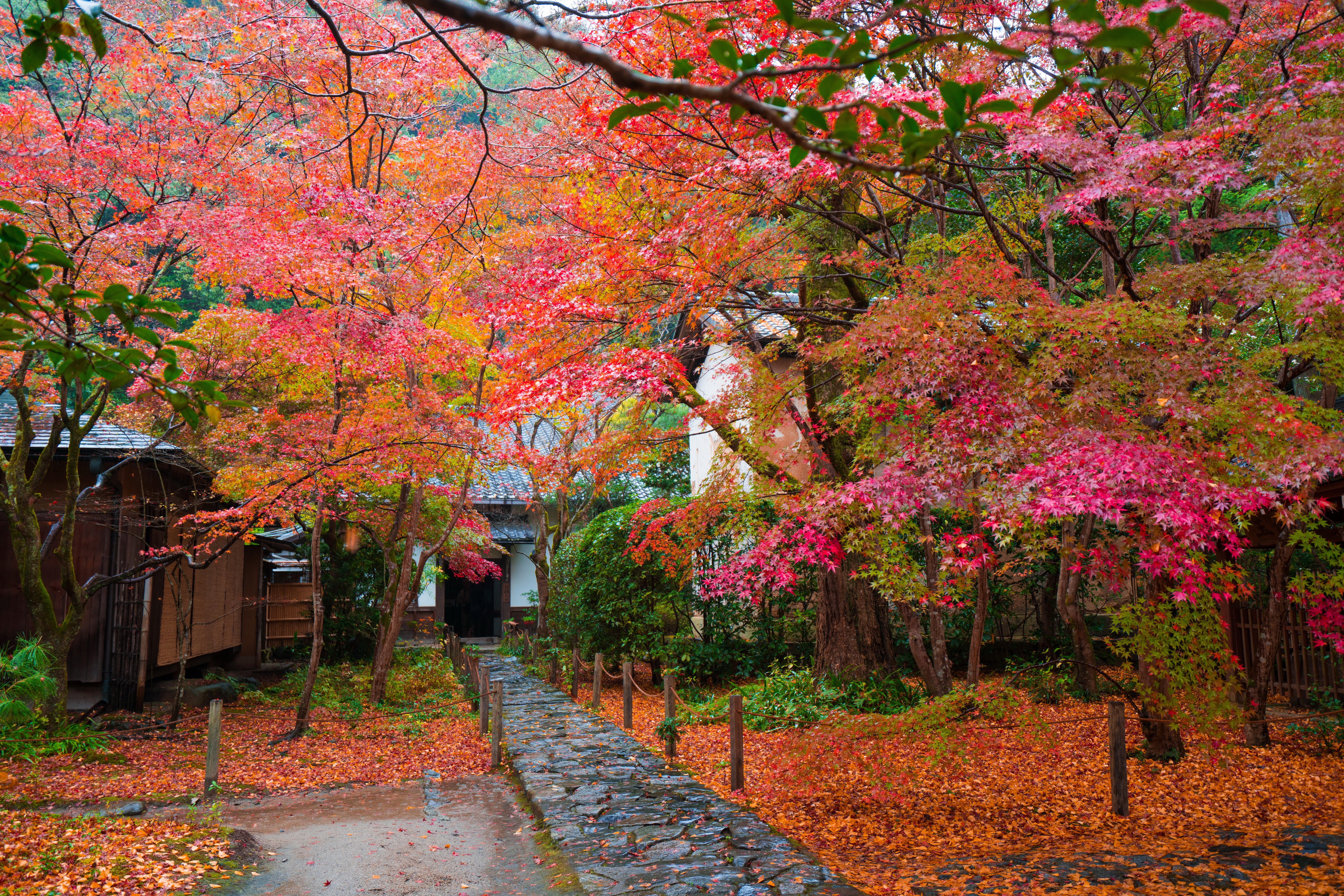 Japan Autumn Trees Foliage HD Wallpaper