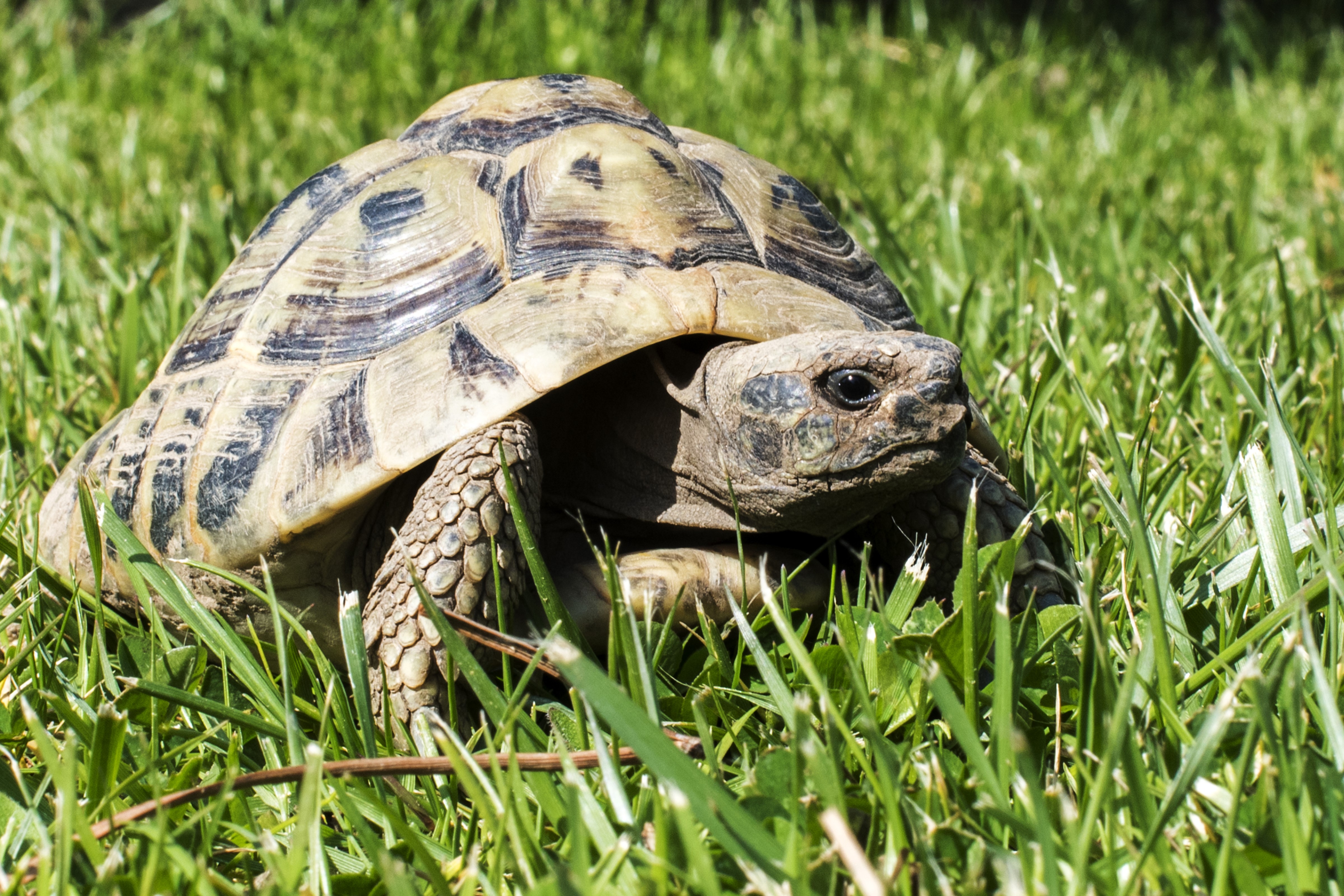 Tortoise walking on grass HD Wallpaper