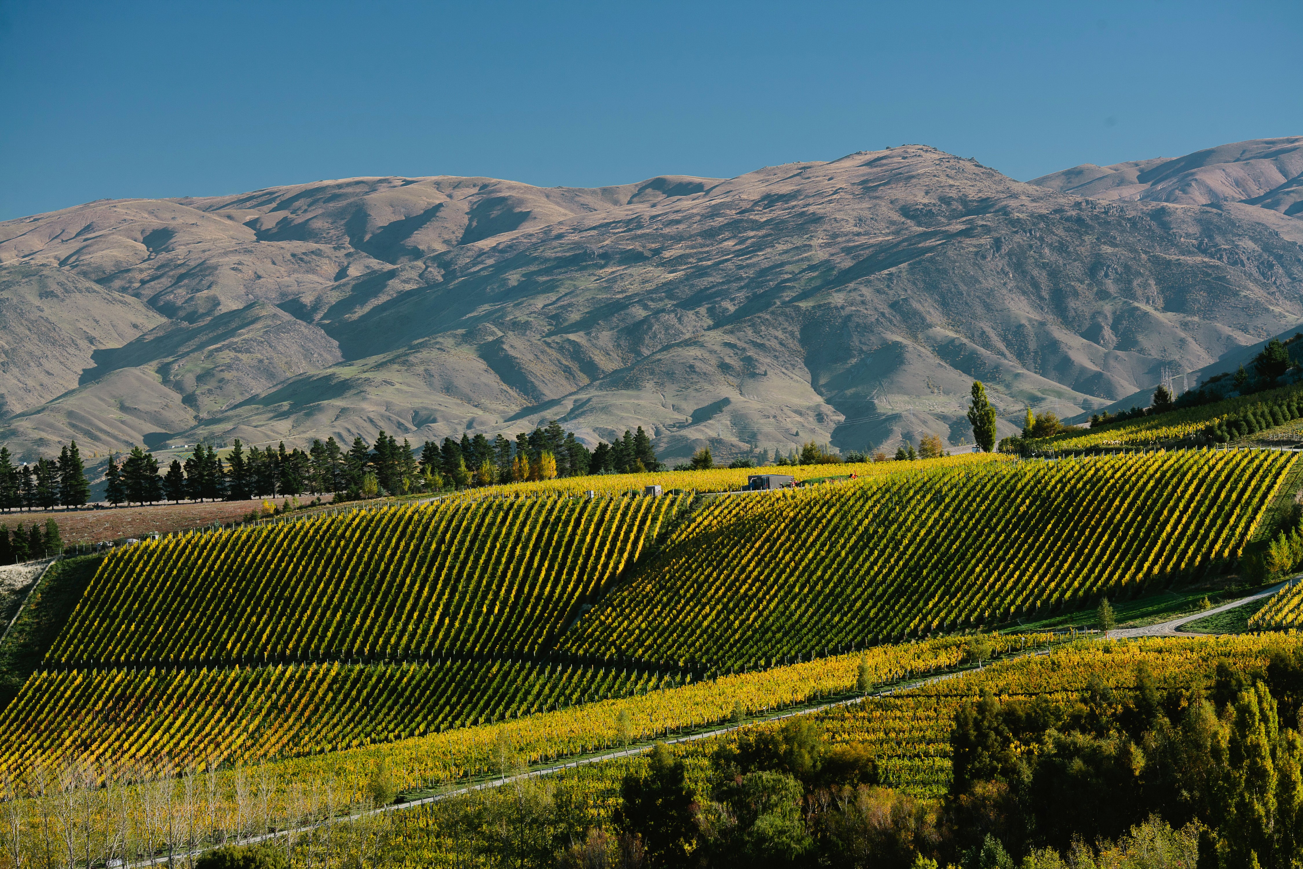 Burn Cottage Vineyard, New Zealand Fields and Mountains HD Wallpaper