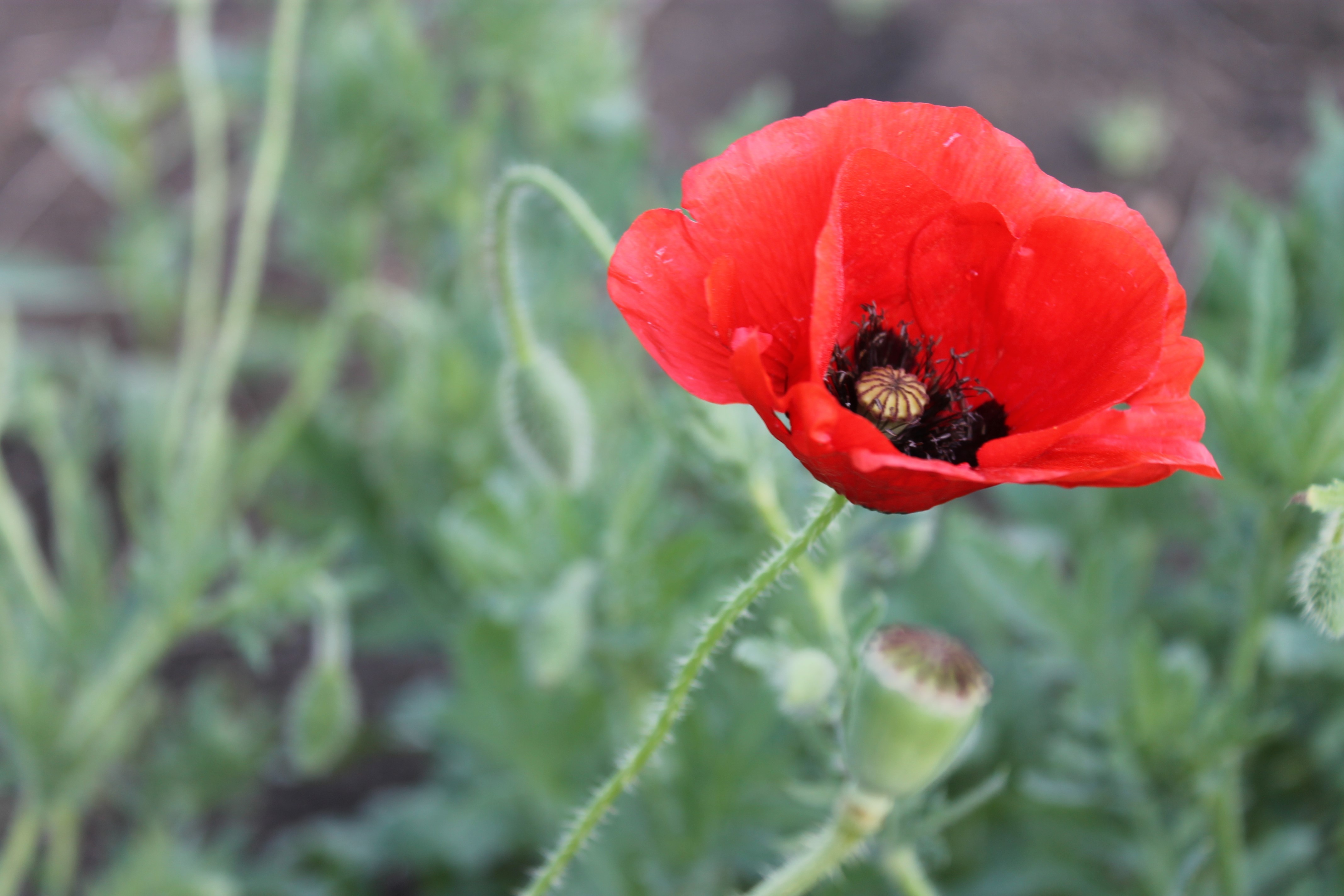 Red Poppy Flower HD Wallpaper