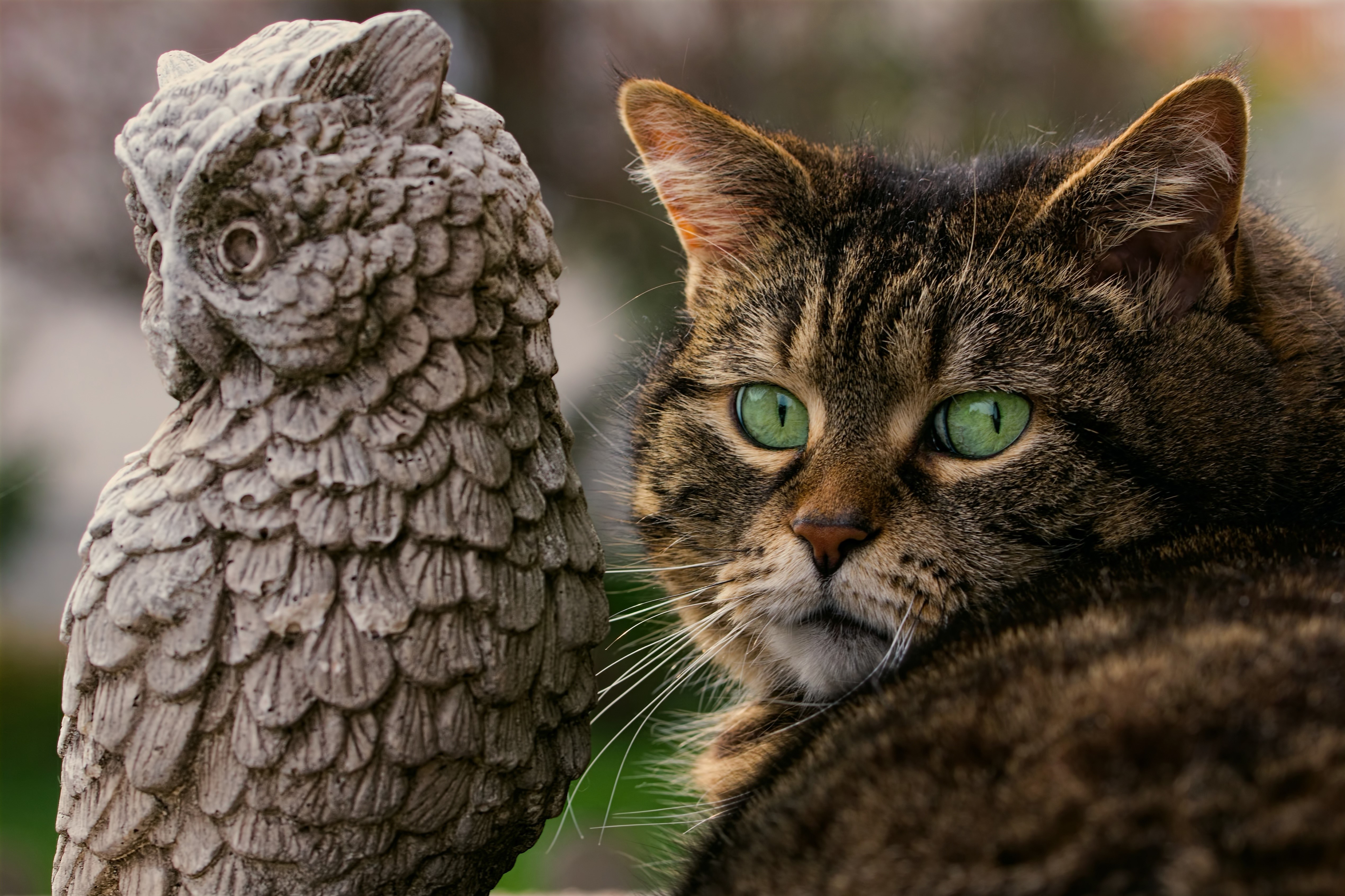 Tabby cat with green eyes next to owl sculpture HD Wallpaper