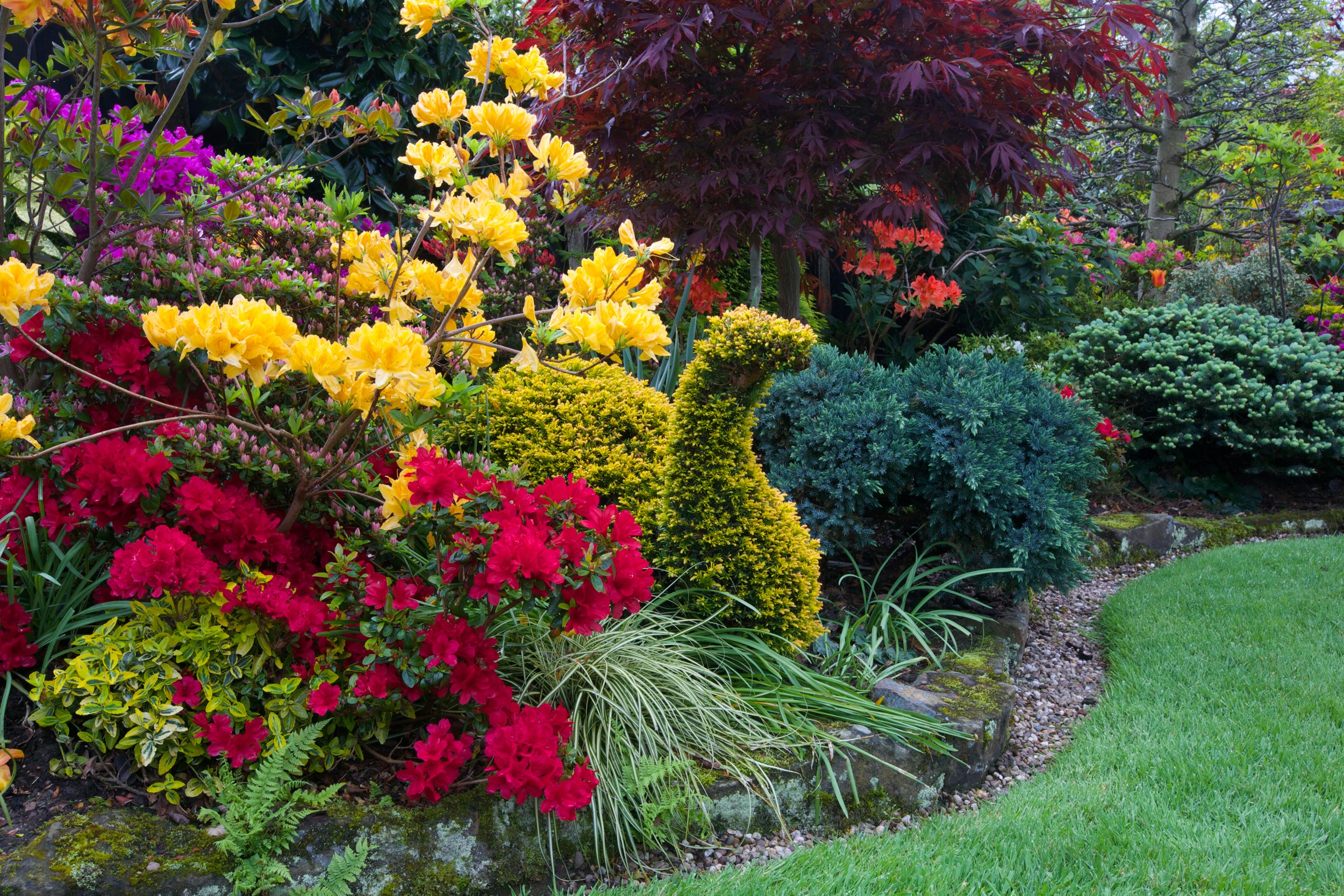 Colorful Garden with Rhododendrons in Walsall HD Wallpaper