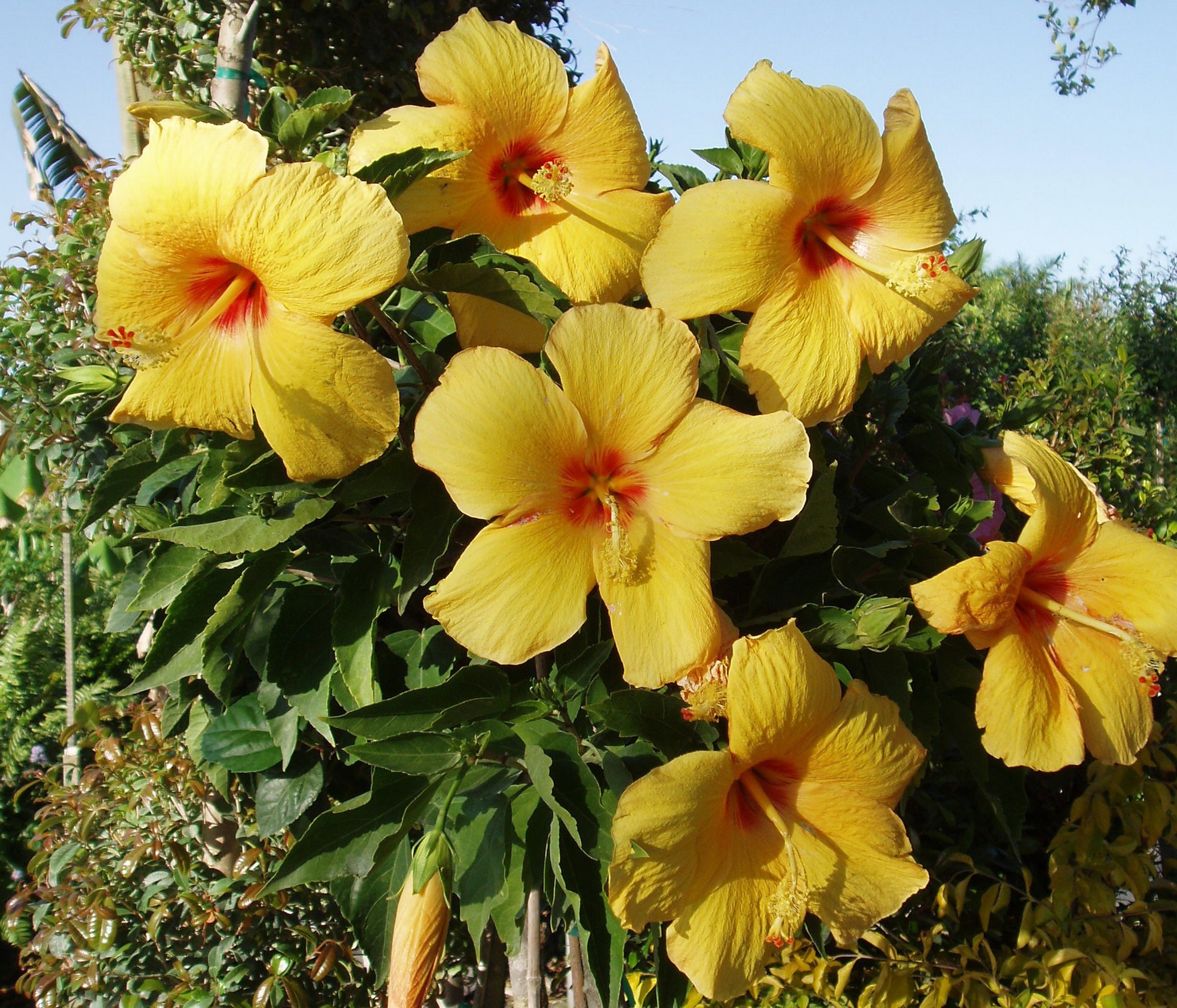 Yellow Hibiscus flowers with red centers HD Wallpaper
