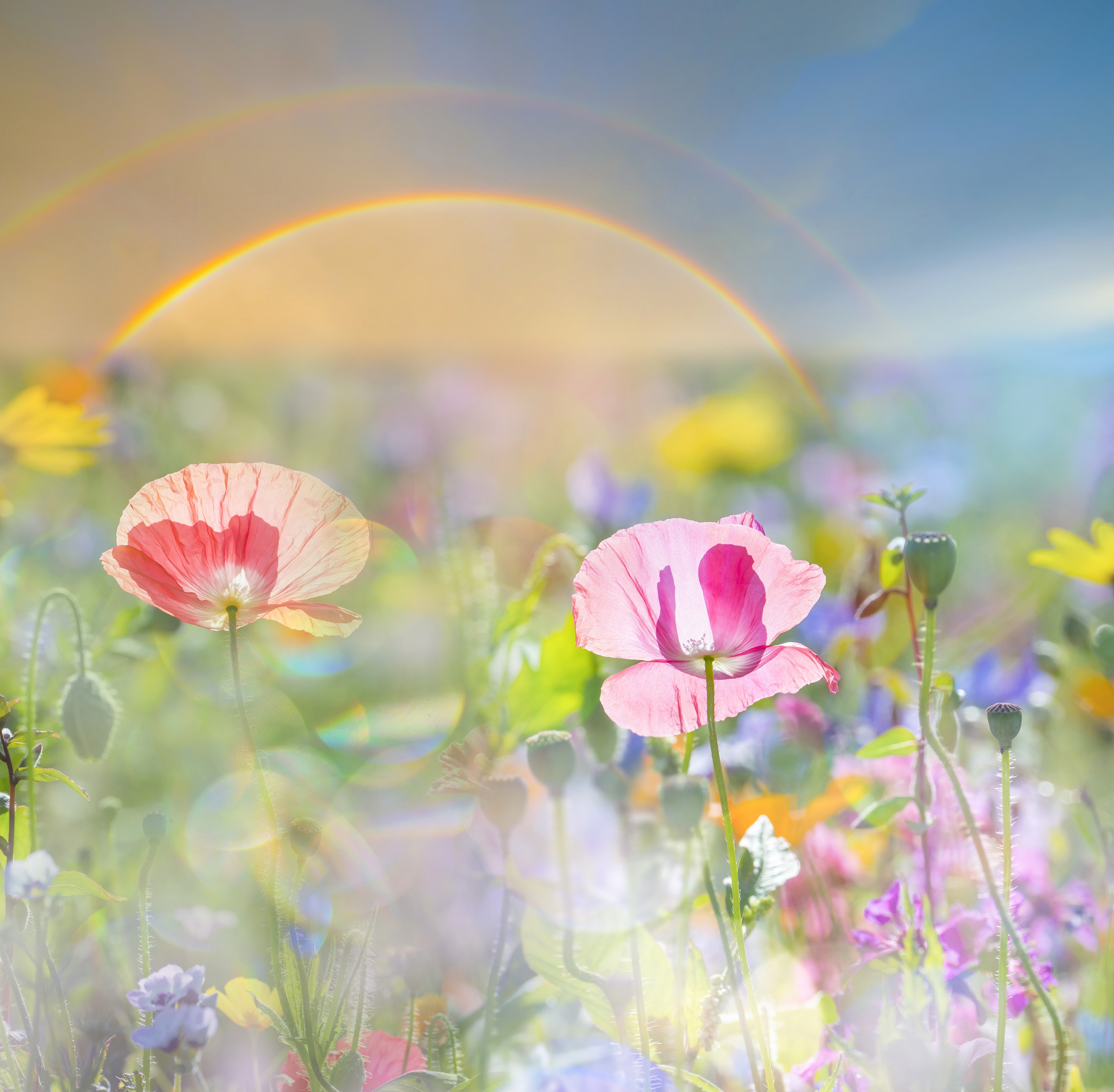 Field of Poppies with Rainbow HD Wallpaper