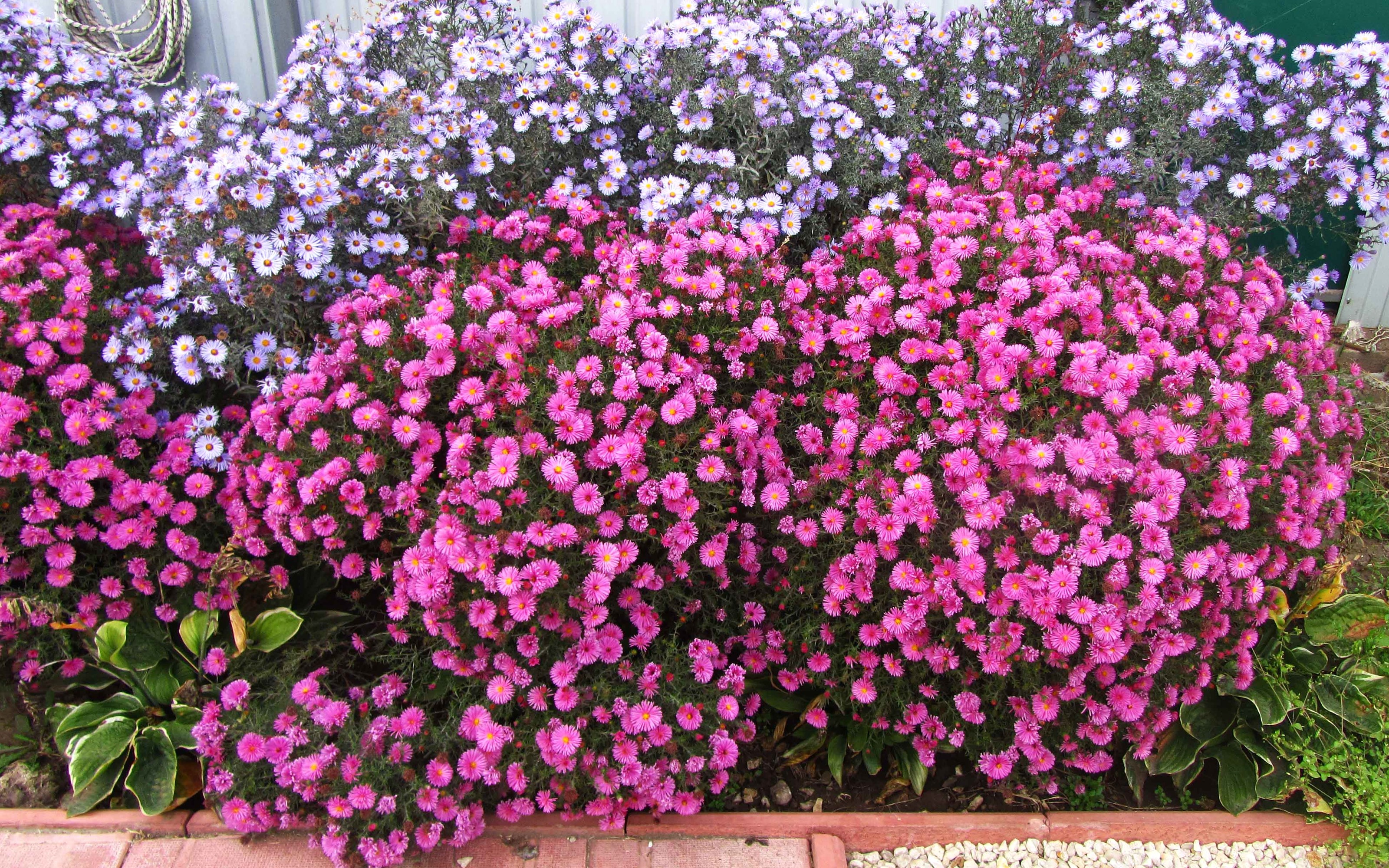 Pink and purple chrysanthemums in a garden bed HD Wallpaper