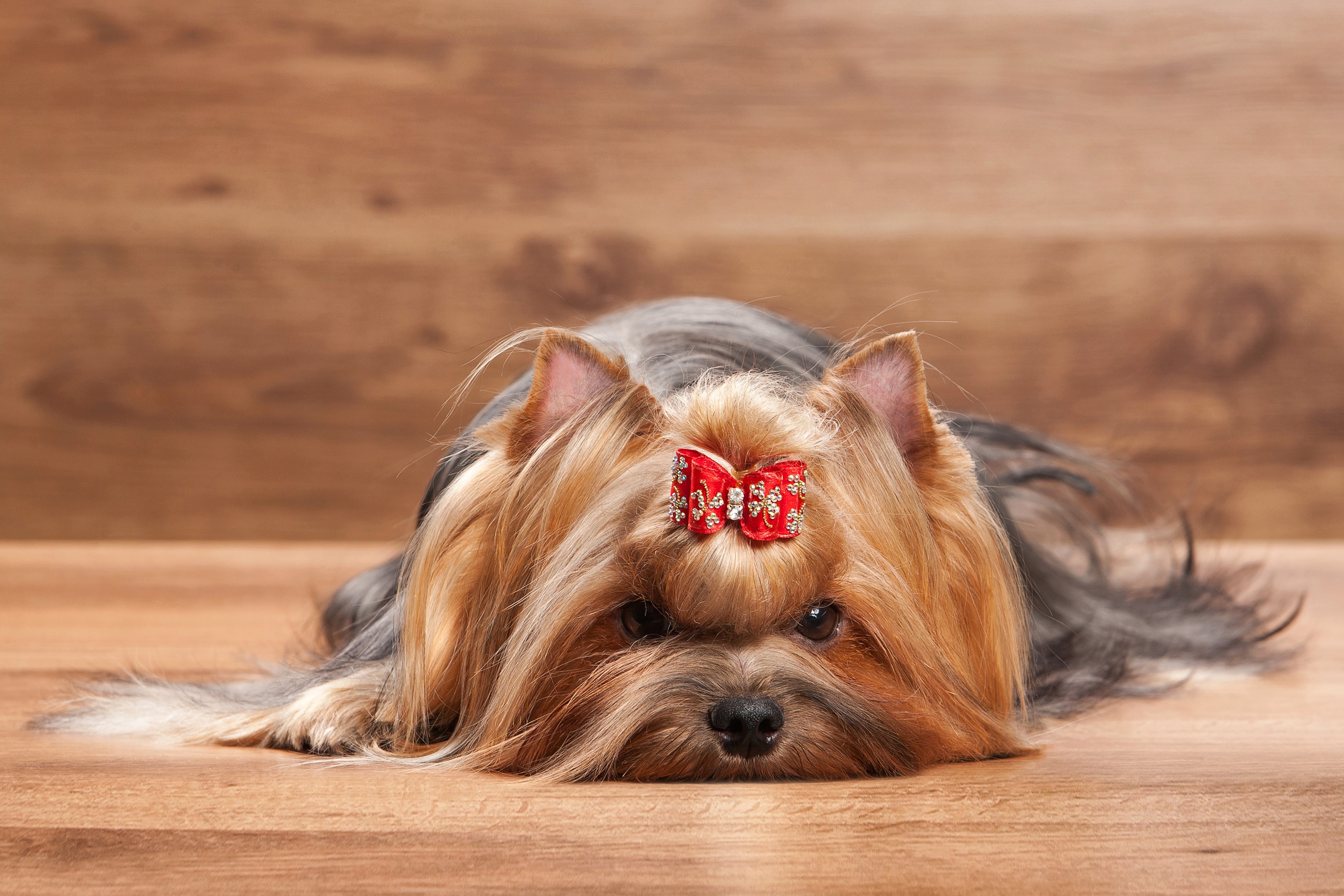 Yorkshire Terrier with a red bow on a wooden floor HD Wallpaper