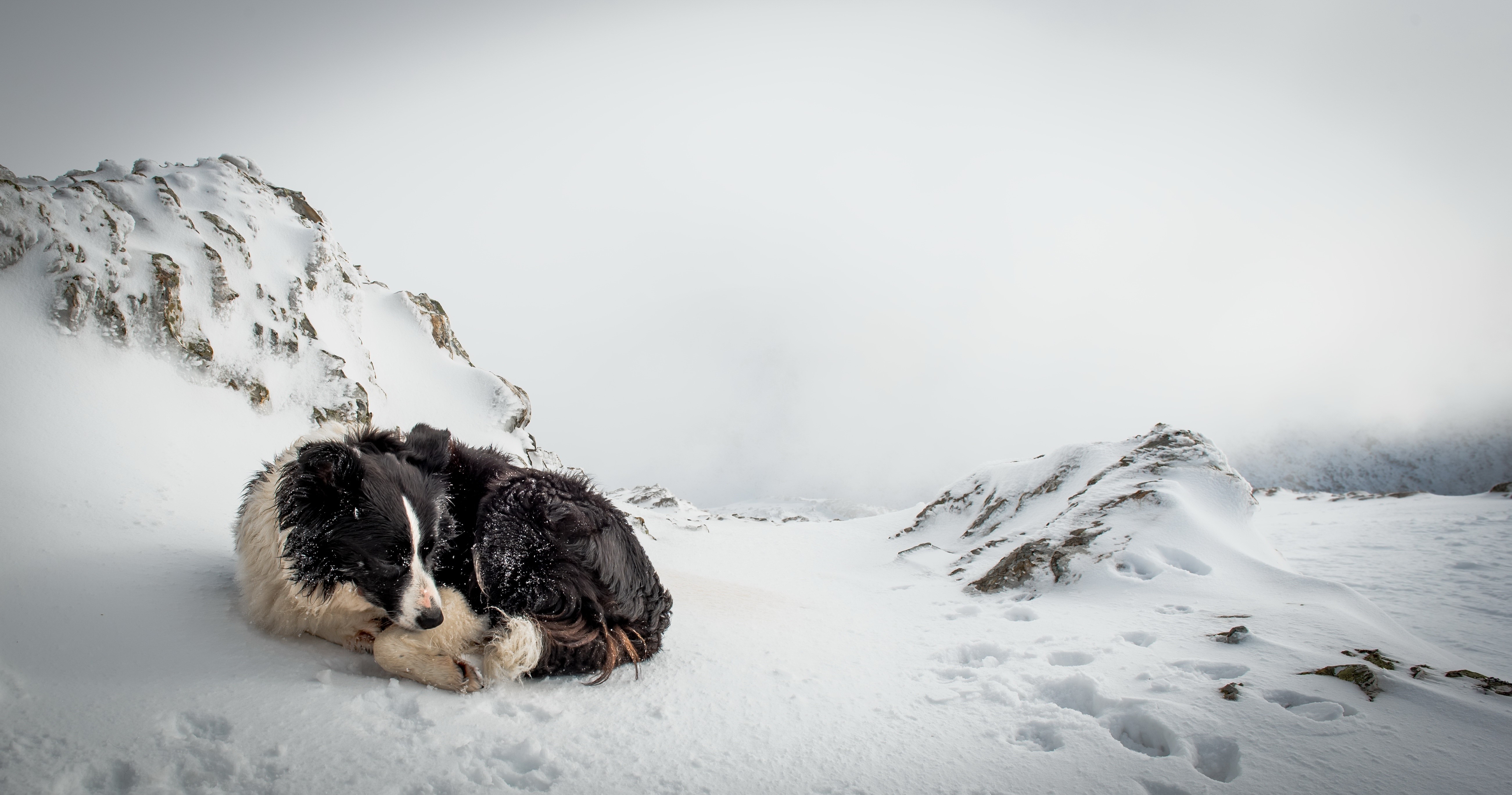 Dog sleeping in the snow on a mountain HD Wallpaper