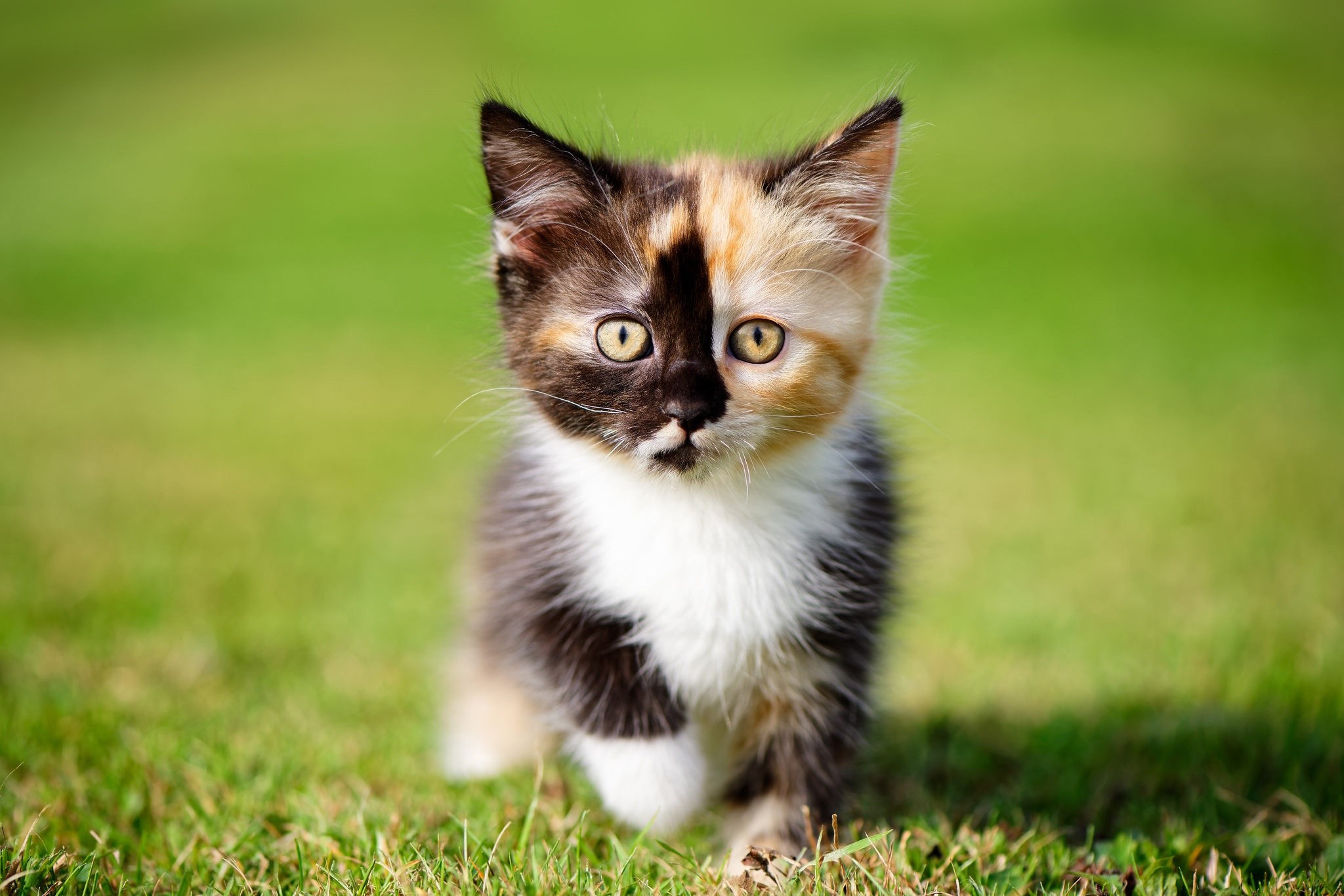 Calico kitten walking on grass HD Wallpaper