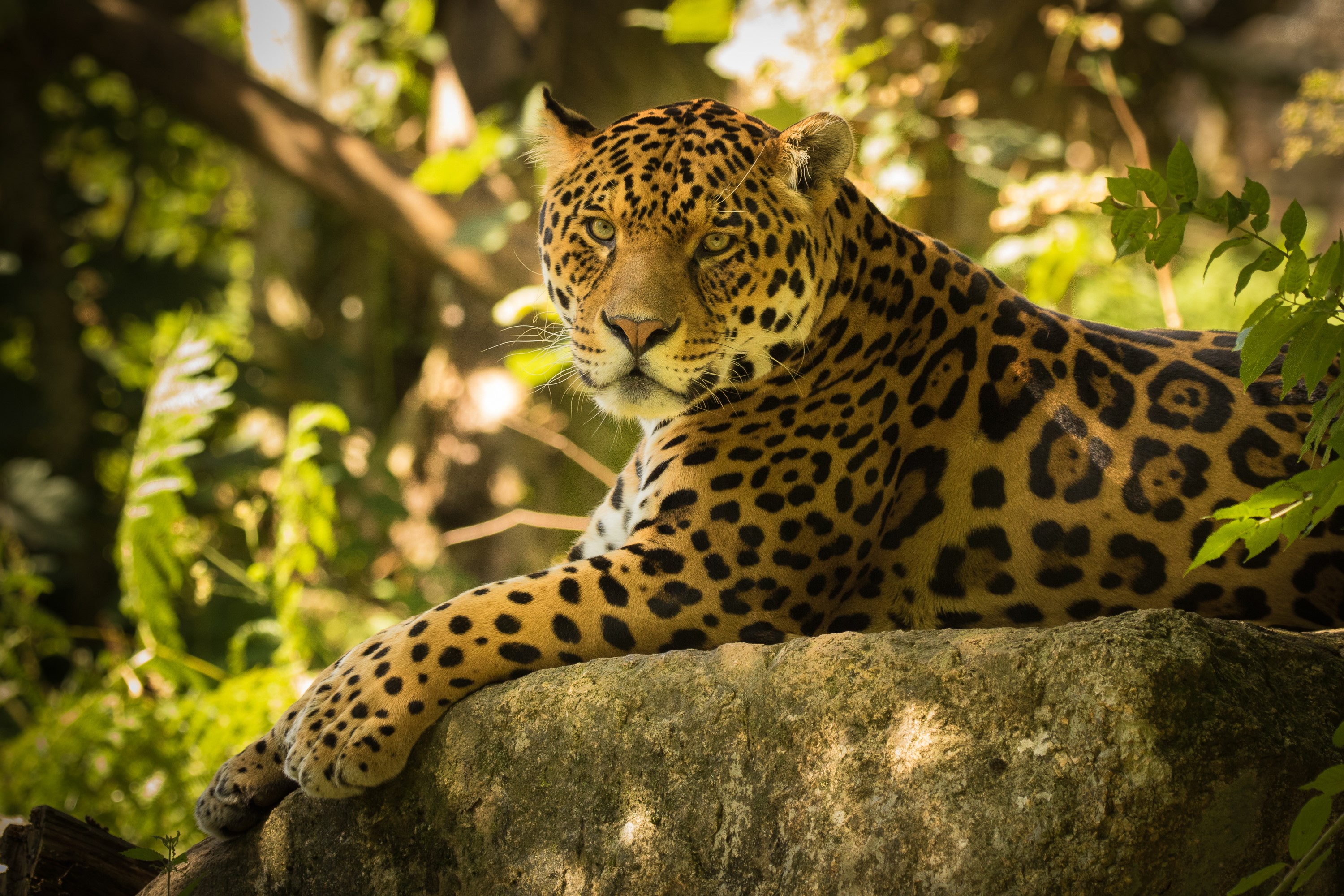 Jaguar resting on a rock HD Wallpaper