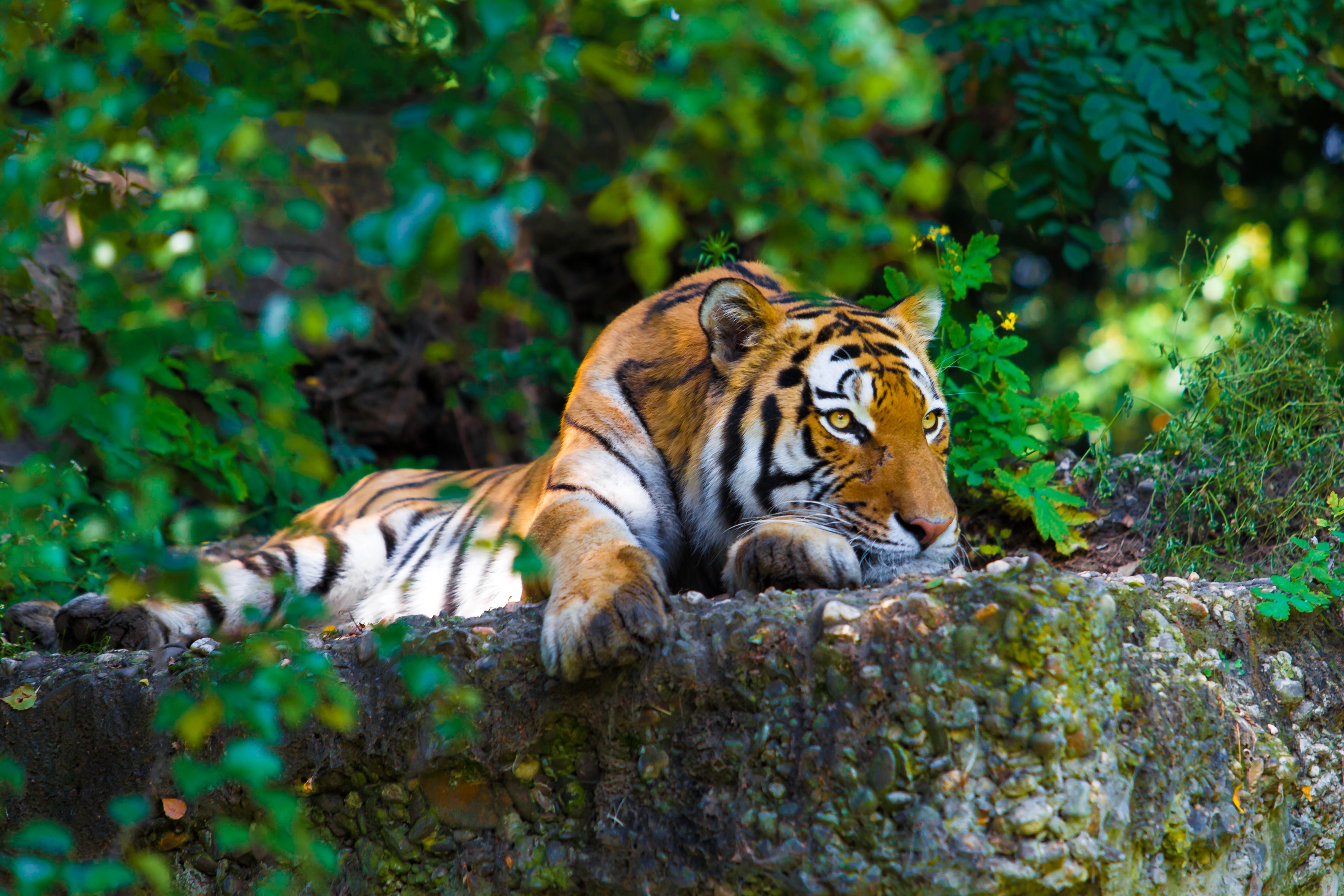 Tiger resting on a rock in a forest HD Wallpaper