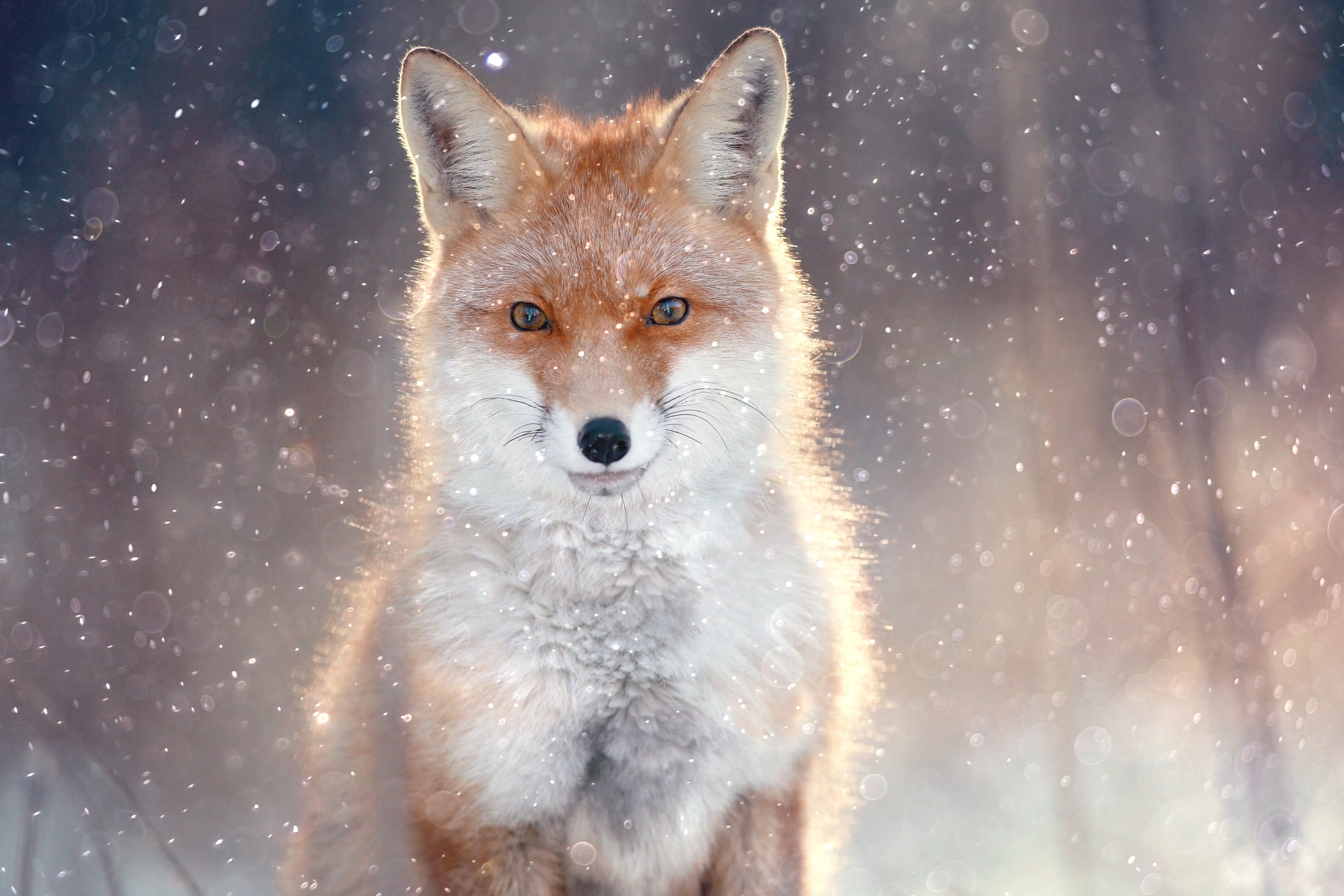 Fox in Snow HD Wallpaper