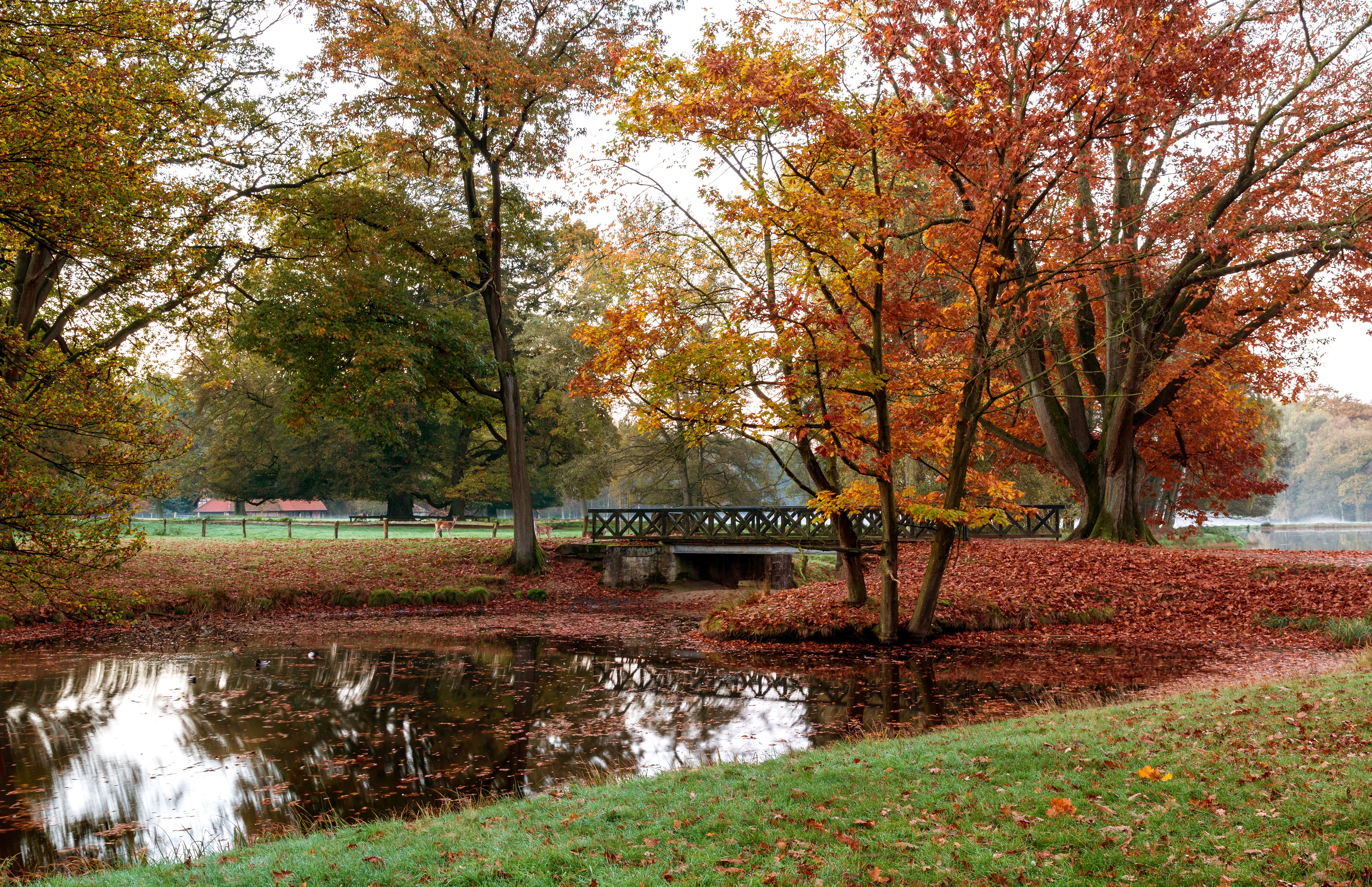 Autumn park with pond and bridge in Germany HD Wallpaper