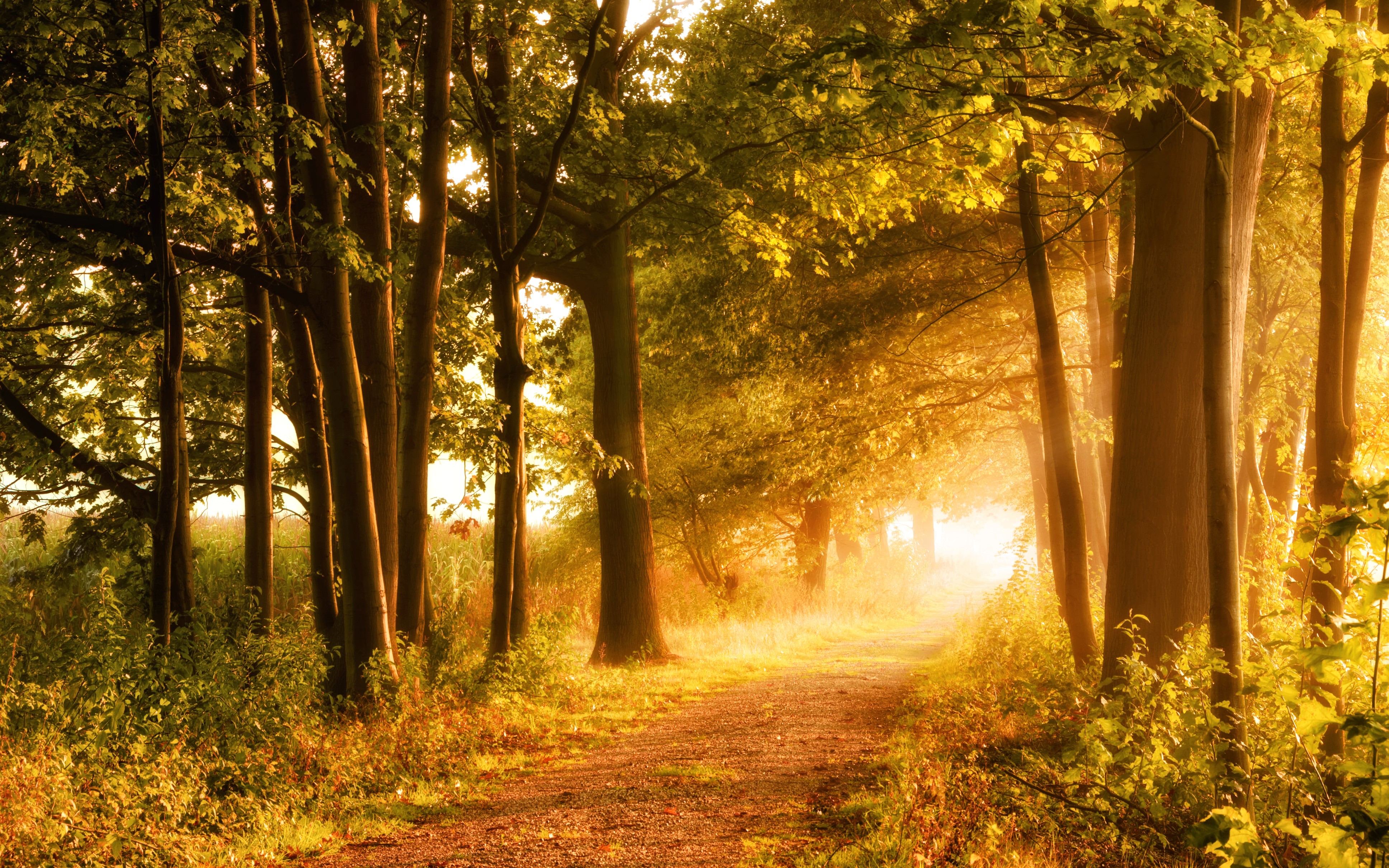 4K Autumn Road Through Trees HD Wallpaper