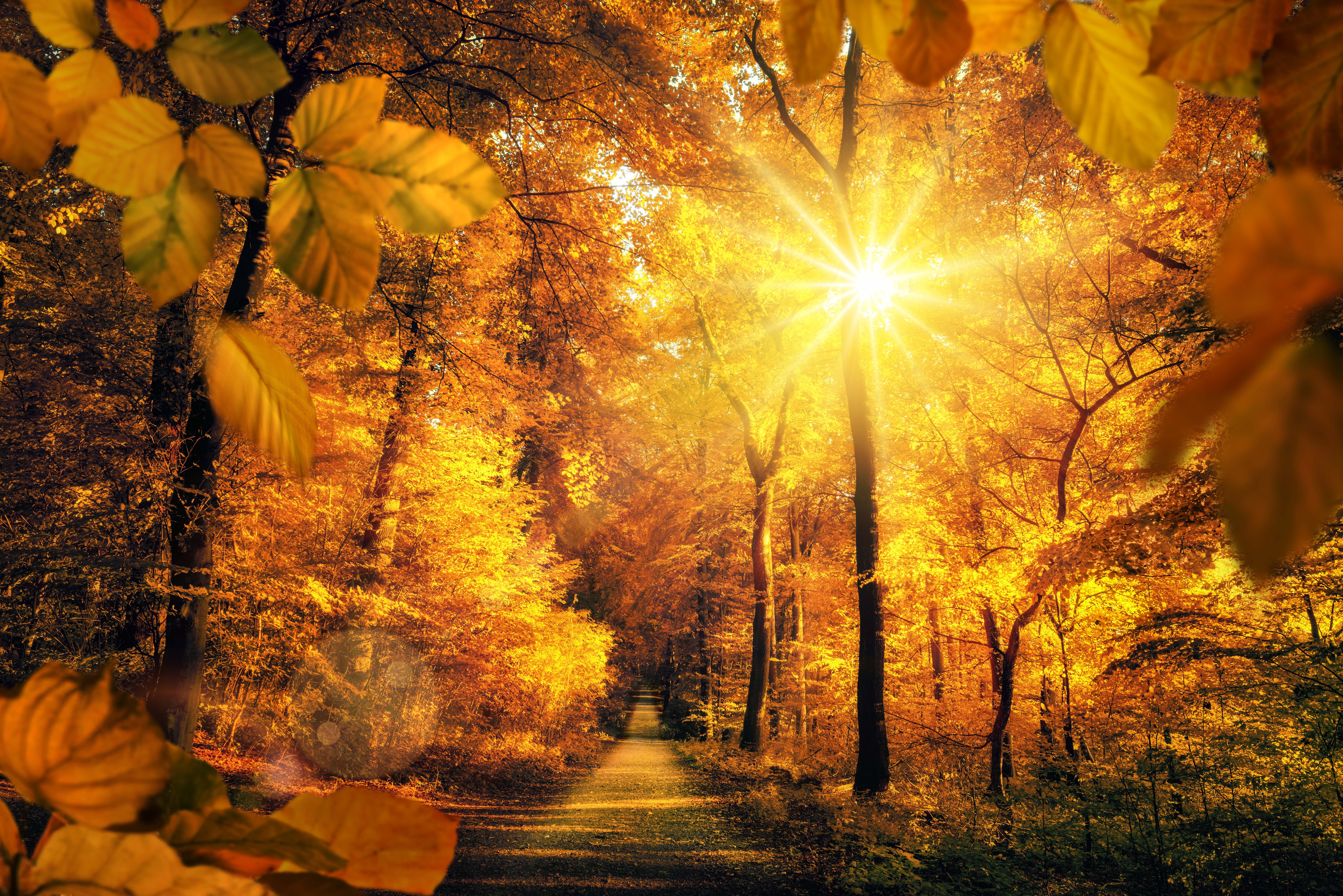 Autumn forest path with sun rays HD Wallpaper