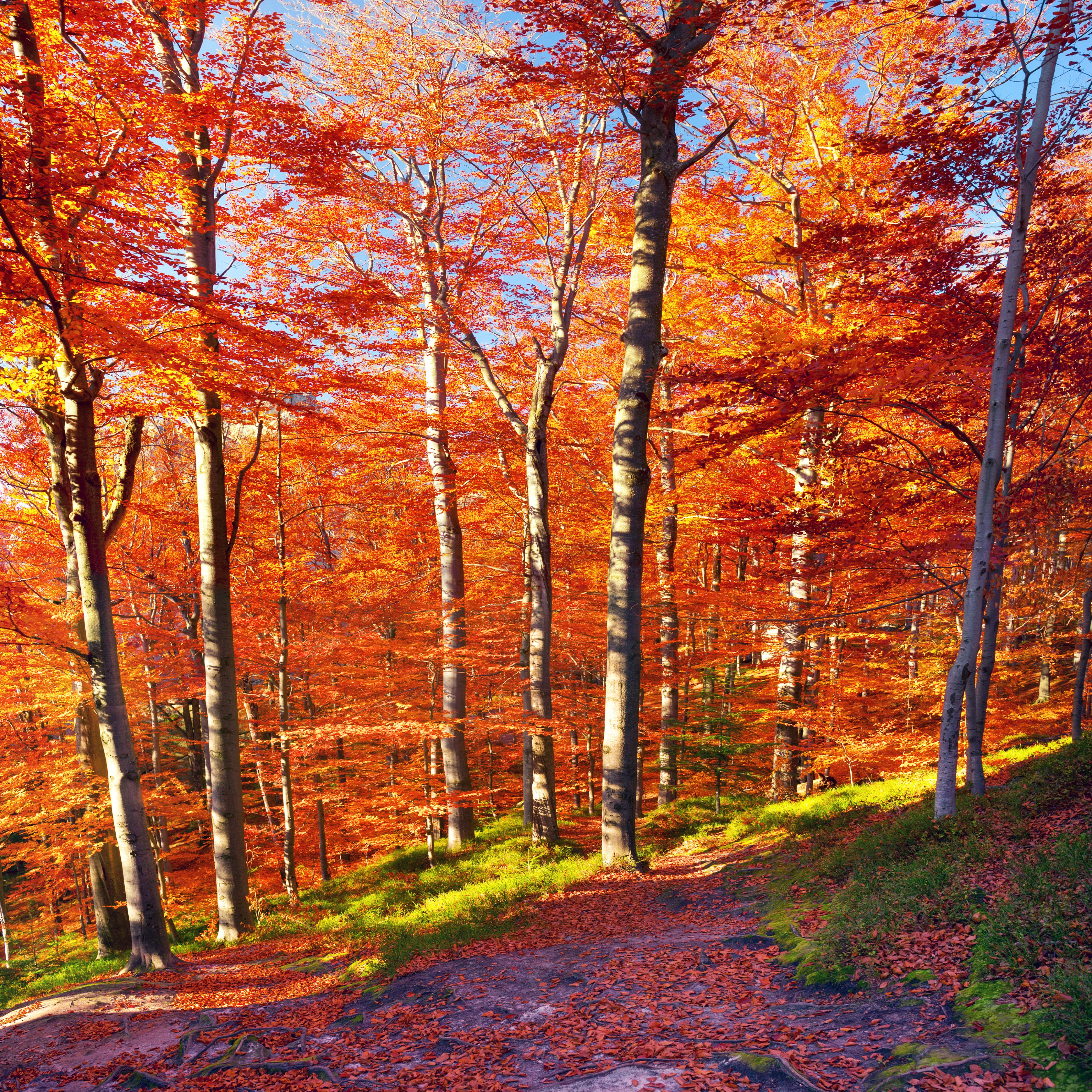 Autumn forest with vibrant orange foliage and a path HD Wallpaper
