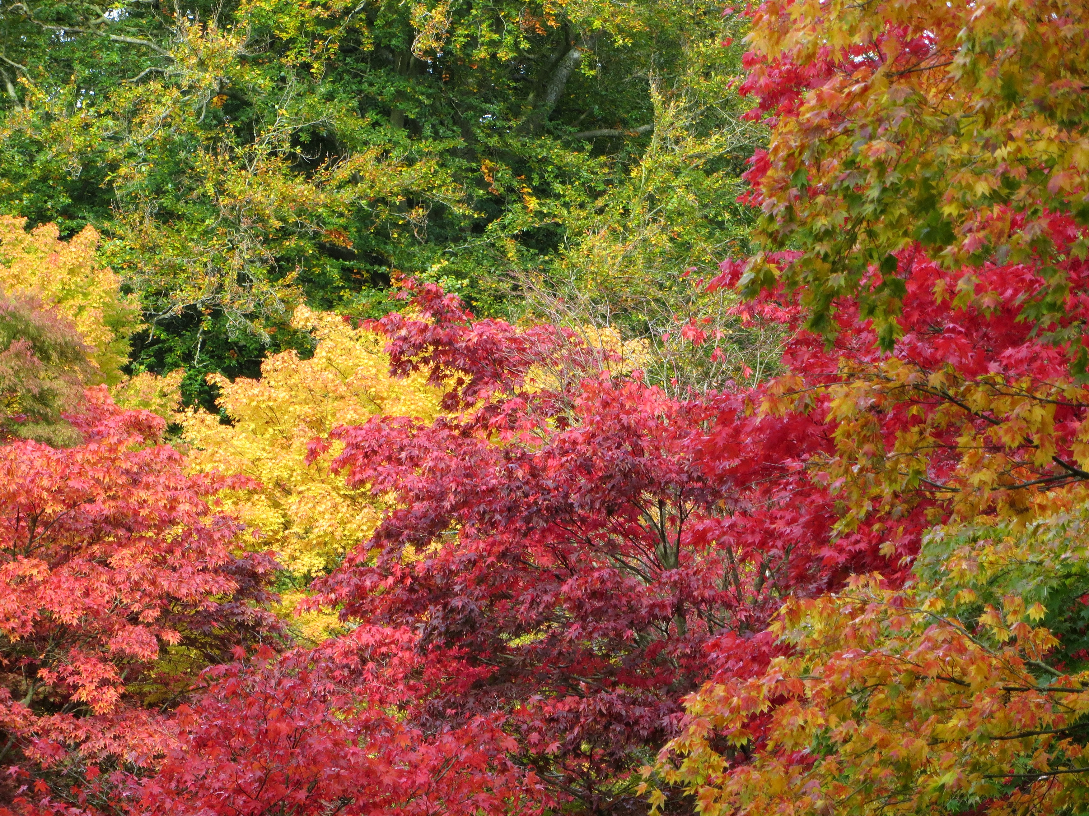 Autumn foliage with red, yellow, and green leaves HD Wallpaper