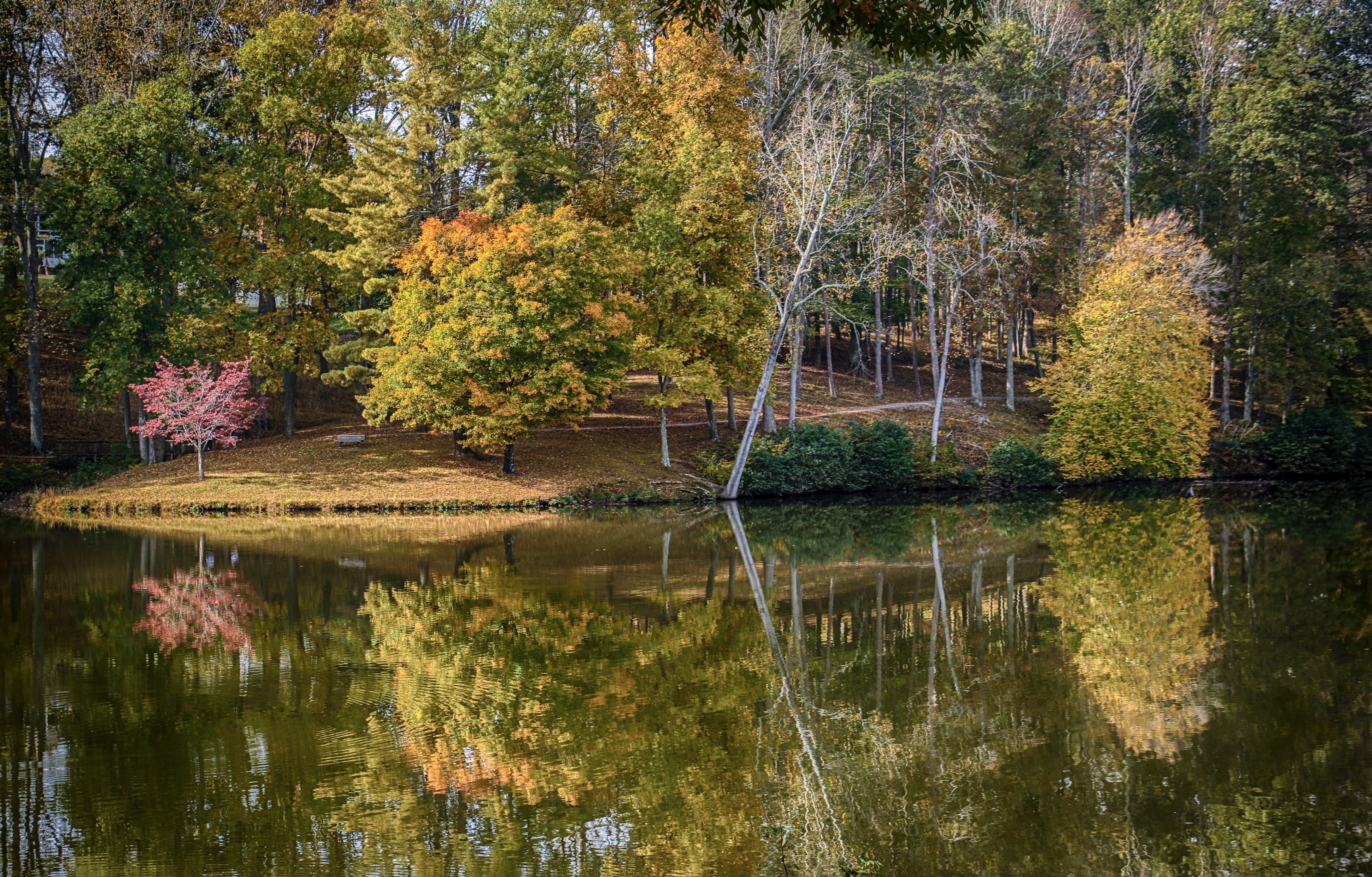 Lake with Autumn Trees and Reflection in Lanier, Virginia HD Wallpaper