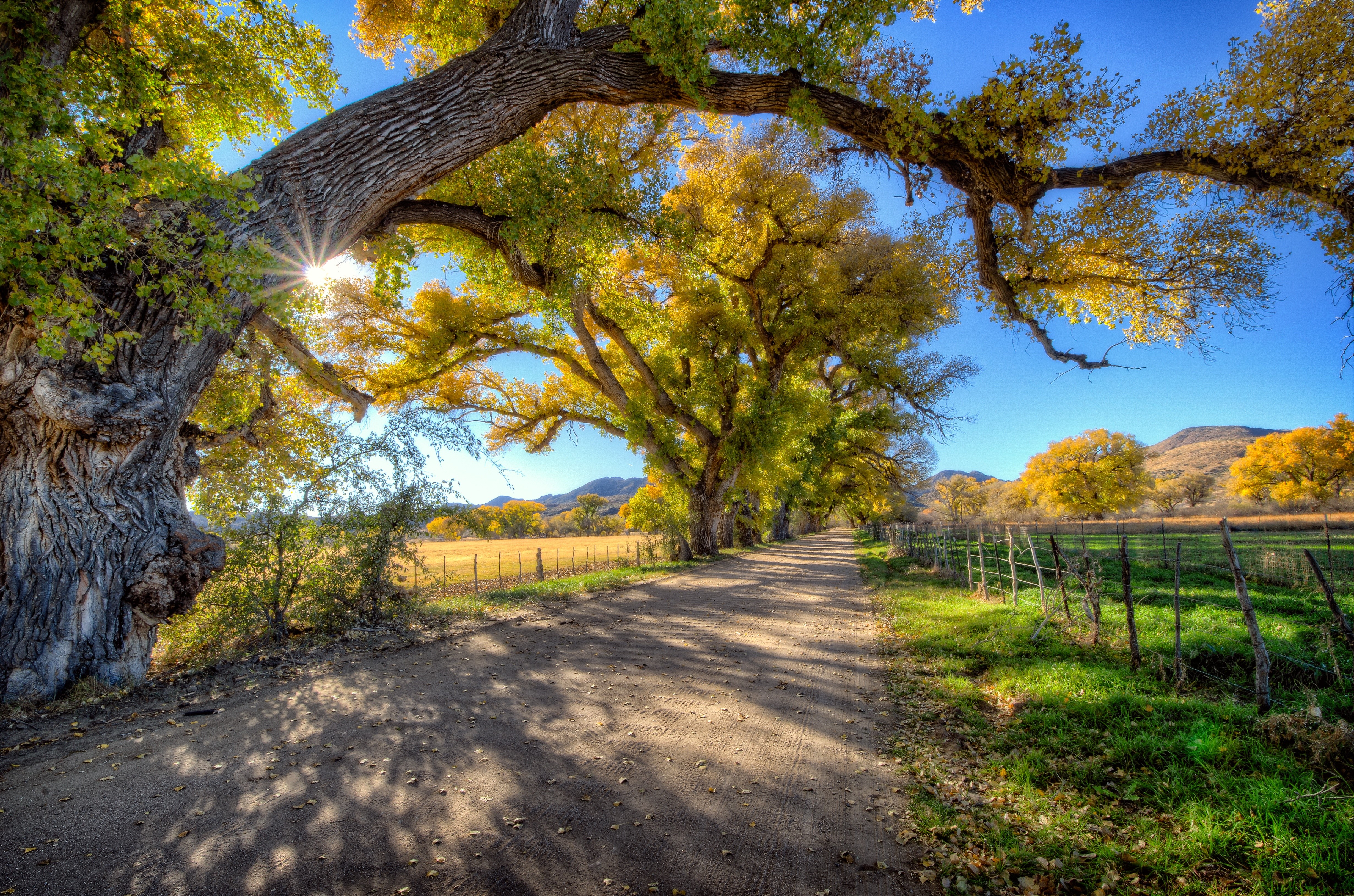 Road lined with trees in autumn HD Wallpaper