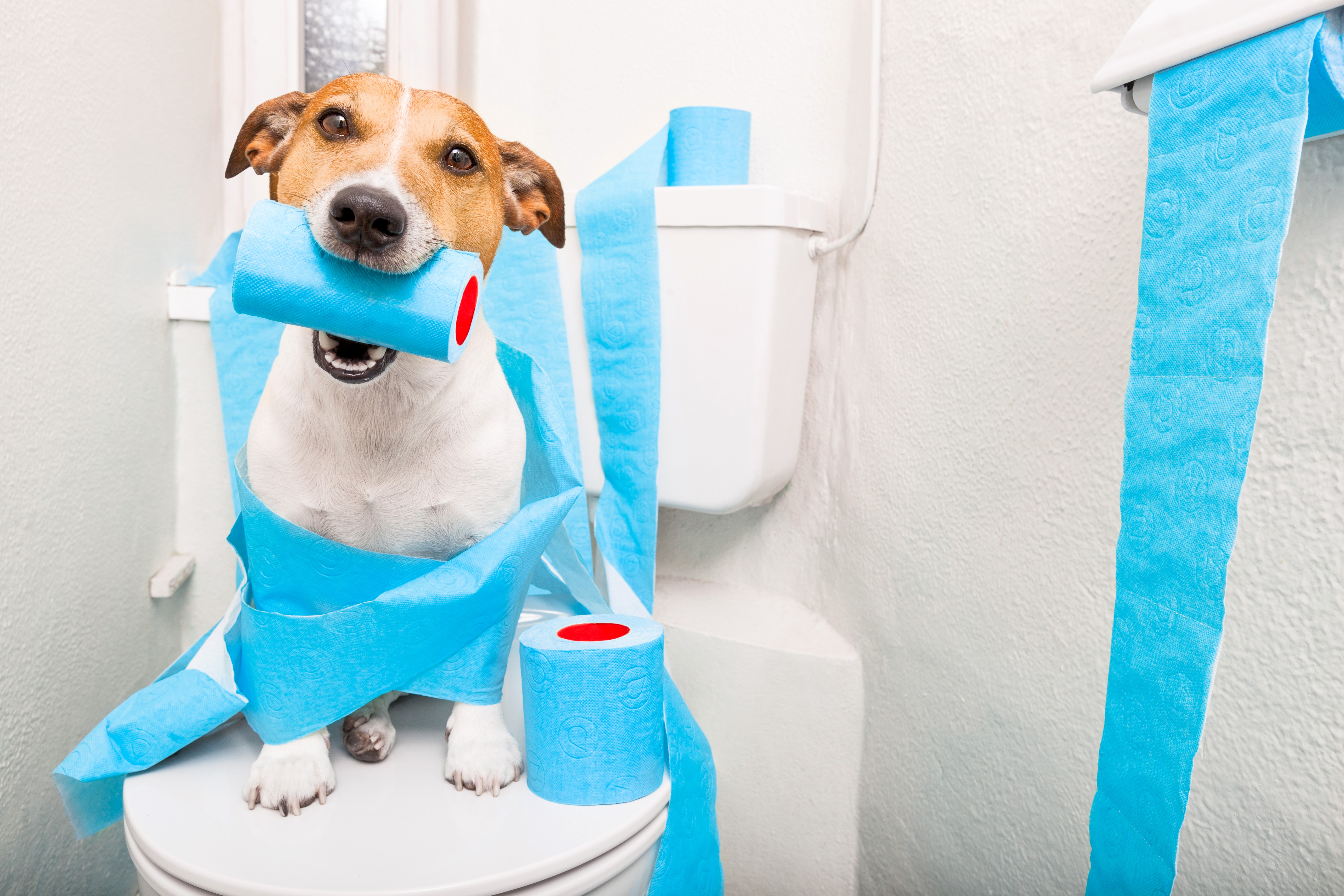 Funny Jack Russell Terrier with Toilet Paper HD Wallpaper