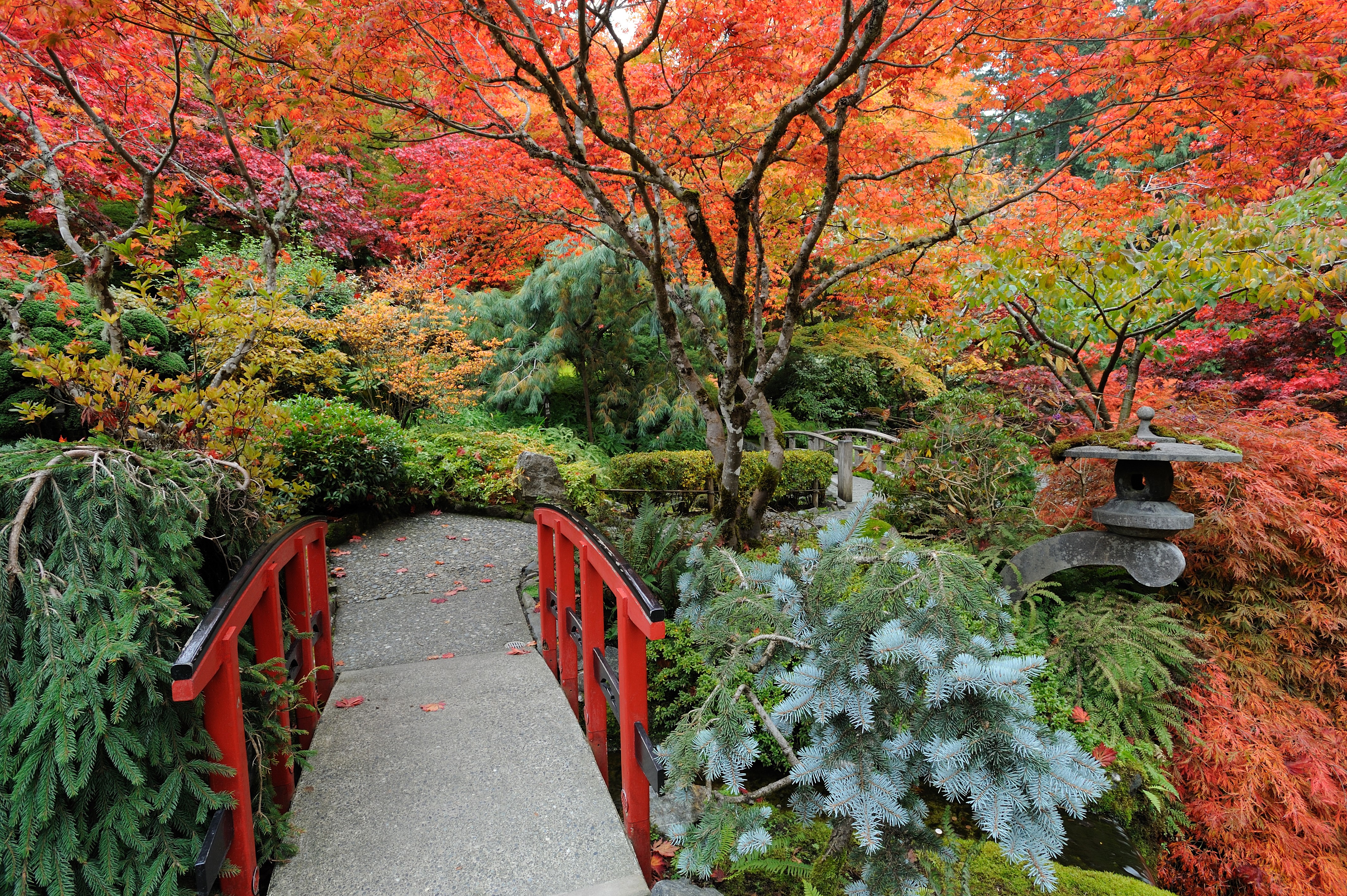 Autumn in a Japanese Garden with Red Bridge HD Wallpaper