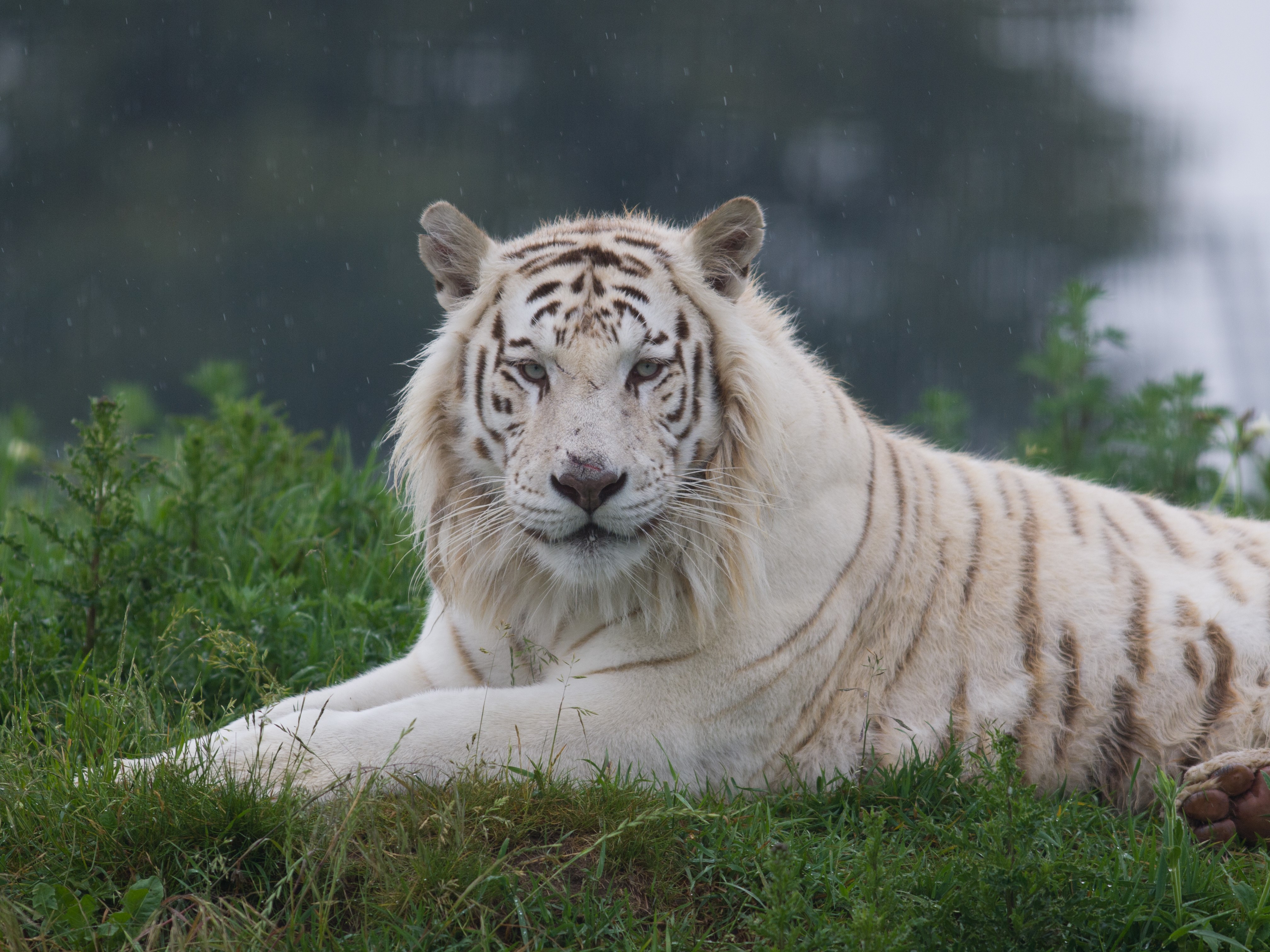 White Tiger Lying on Grass HD Wallpaper