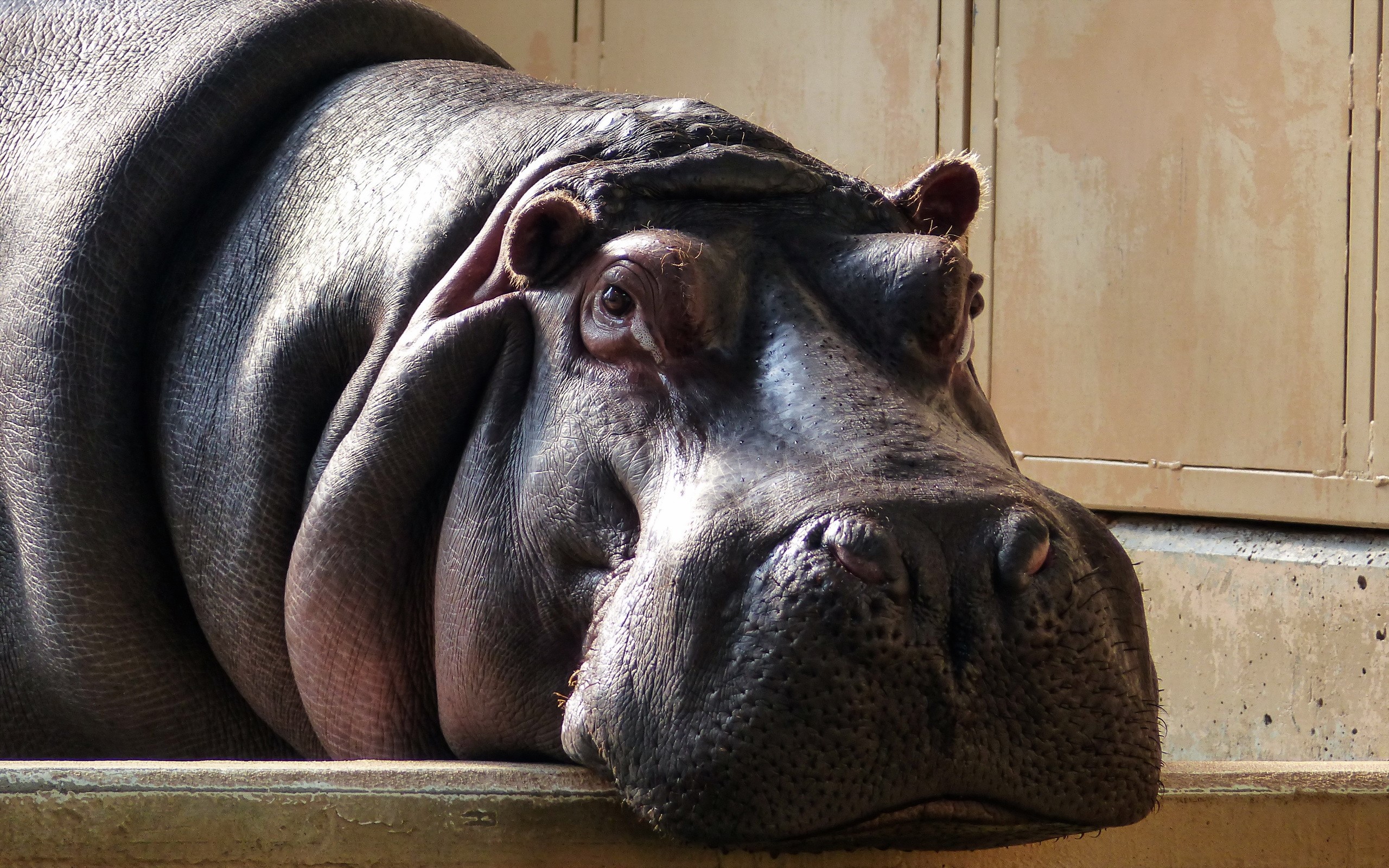 Close-up of a Hippopotamus resting HD Wallpaper