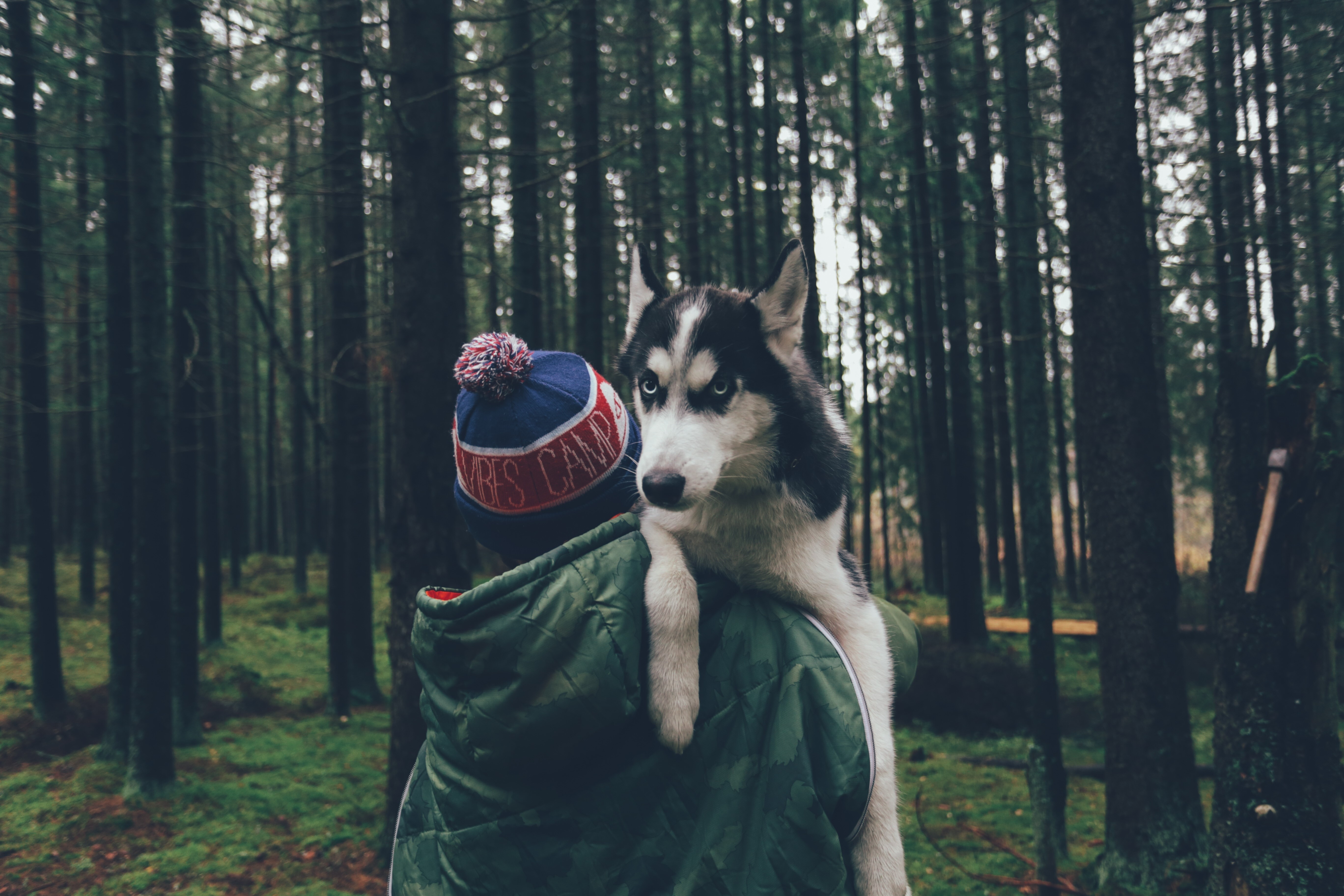 Husky dog on a person's shoulder in a forest HD Wallpaper