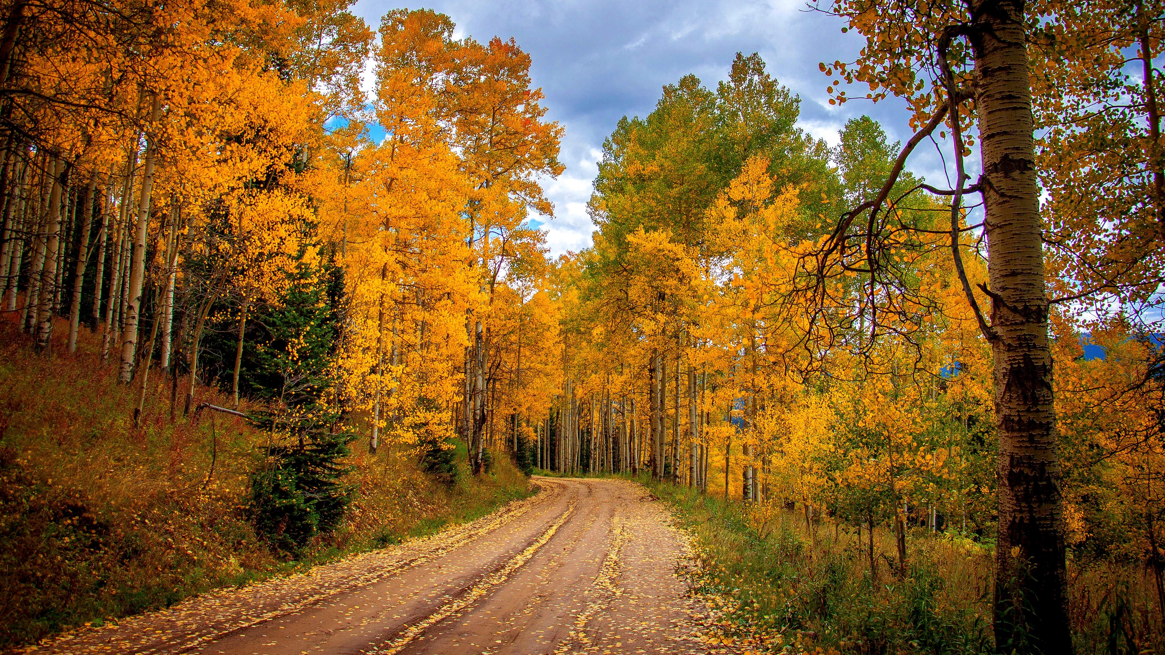 Autumn road through a forest of aspen trees HD Wallpaper