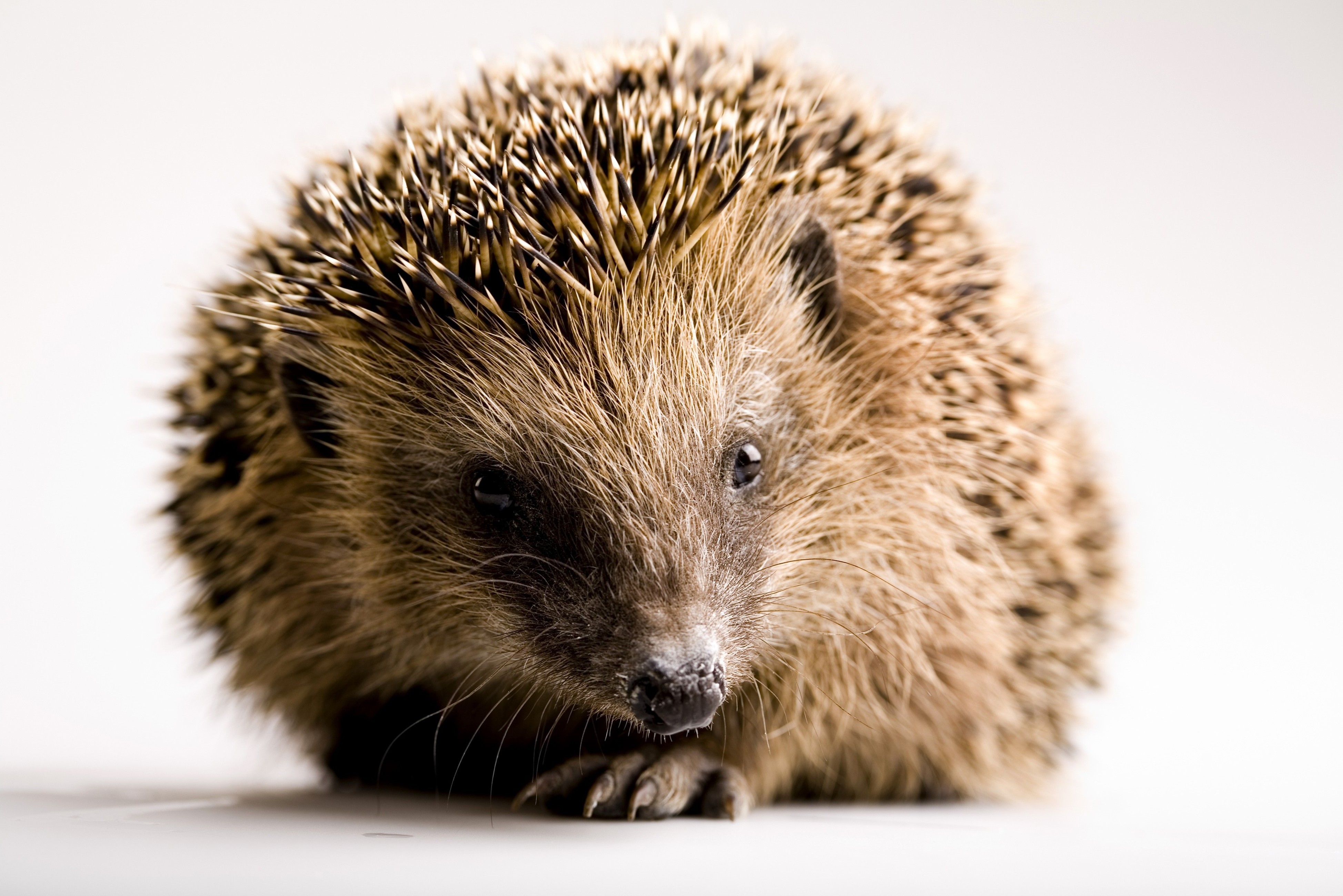 Hedgehog on a white background HD Wallpaper