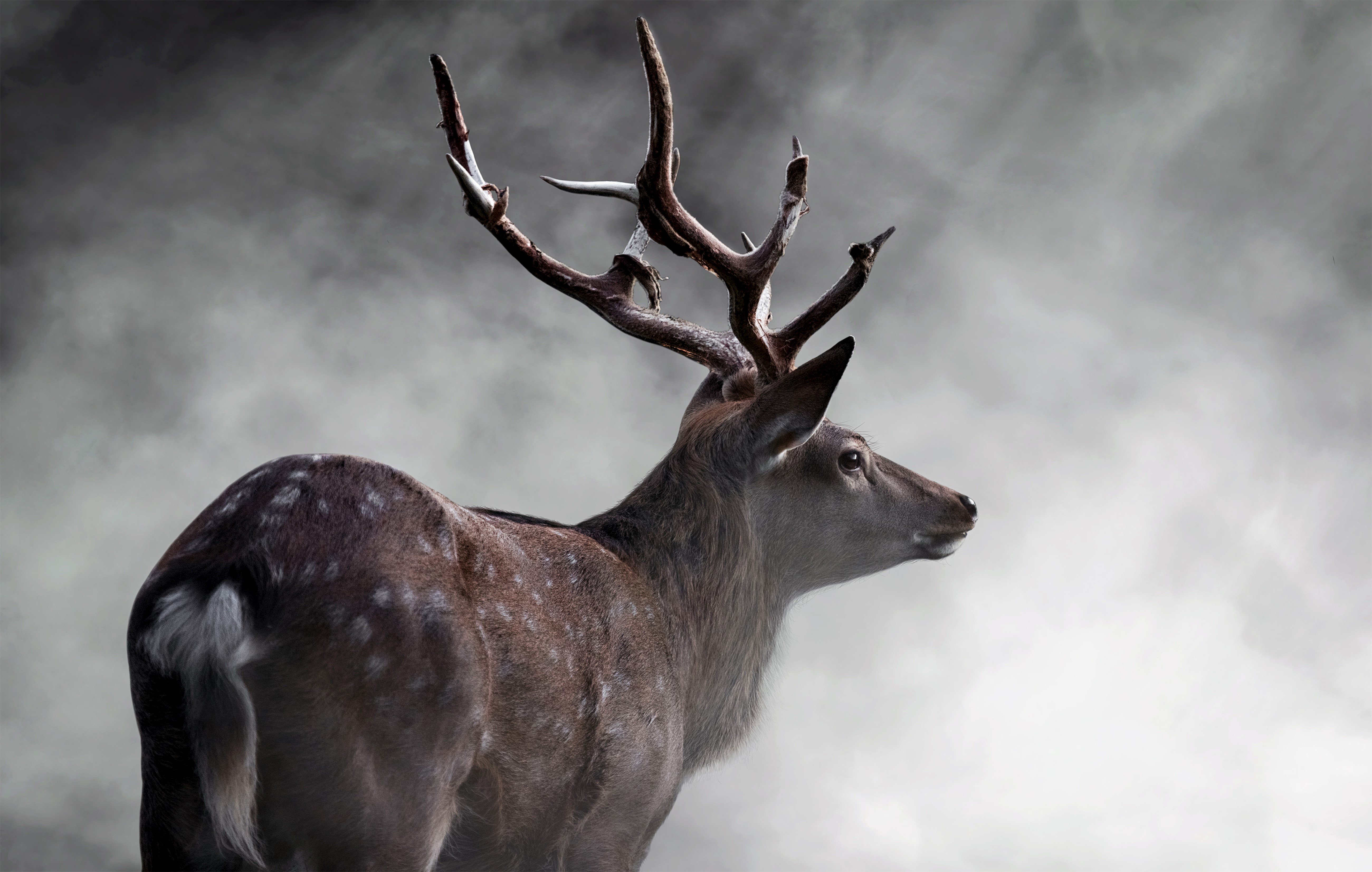 Deer with large antlers in fog HD Wallpaper
