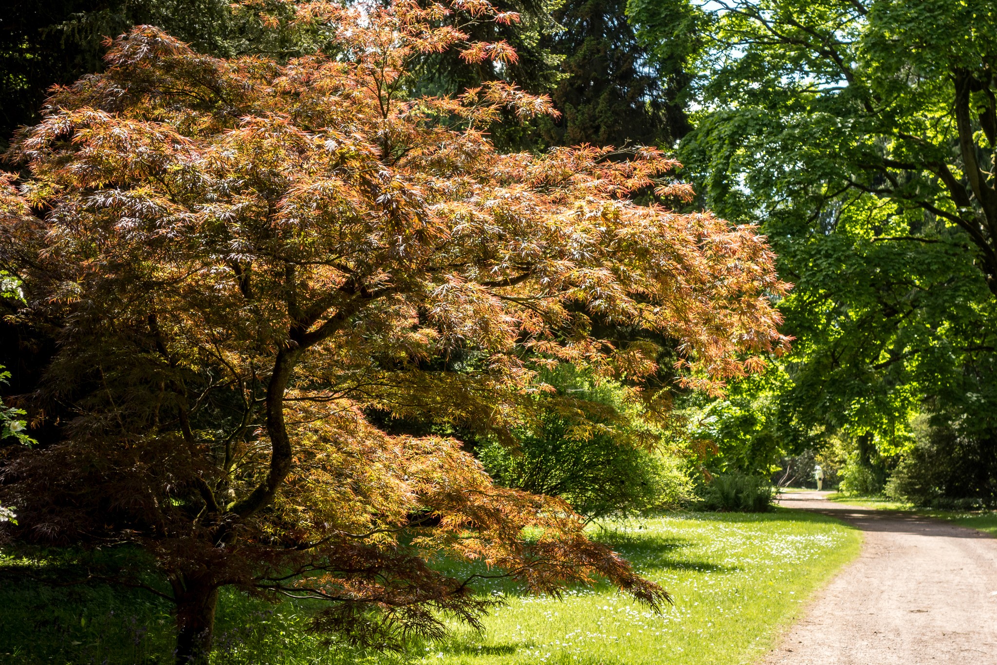 Japanese Maple Tree in Westonbirt Arboretum, United Kingdom HD Wallpaper