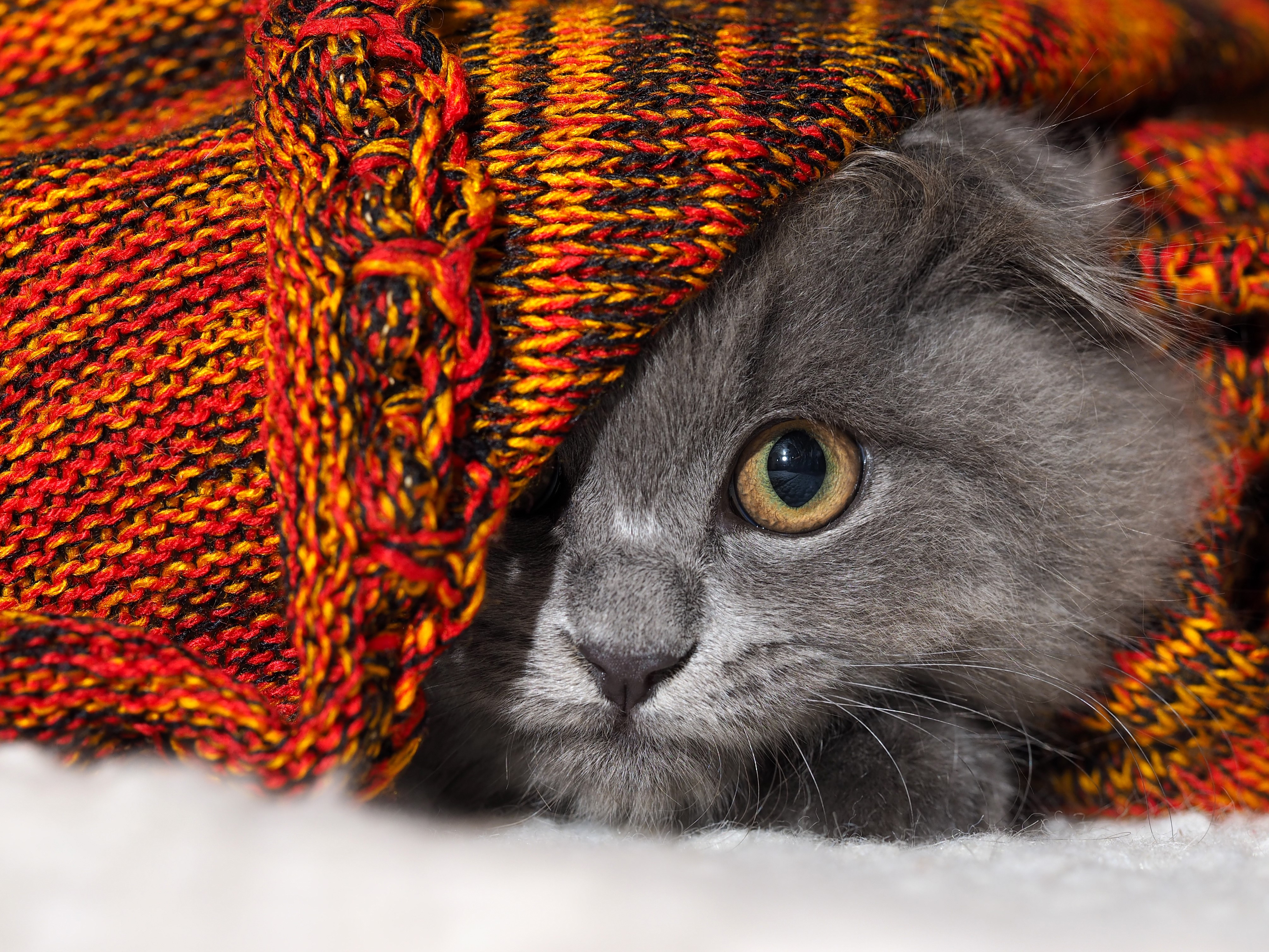 Grey cat peeking from a colorful knitted blanket HD Wallpaper