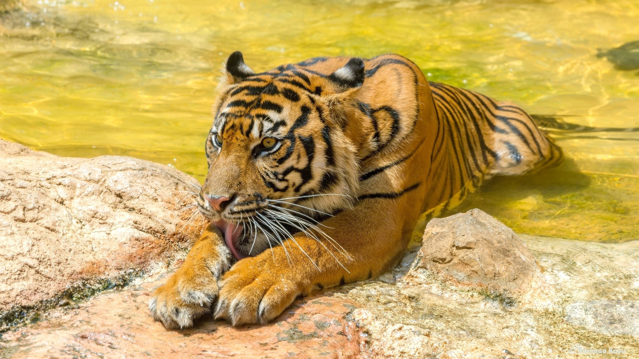 Tiger licking its paw in shallow water HD Wallpaper