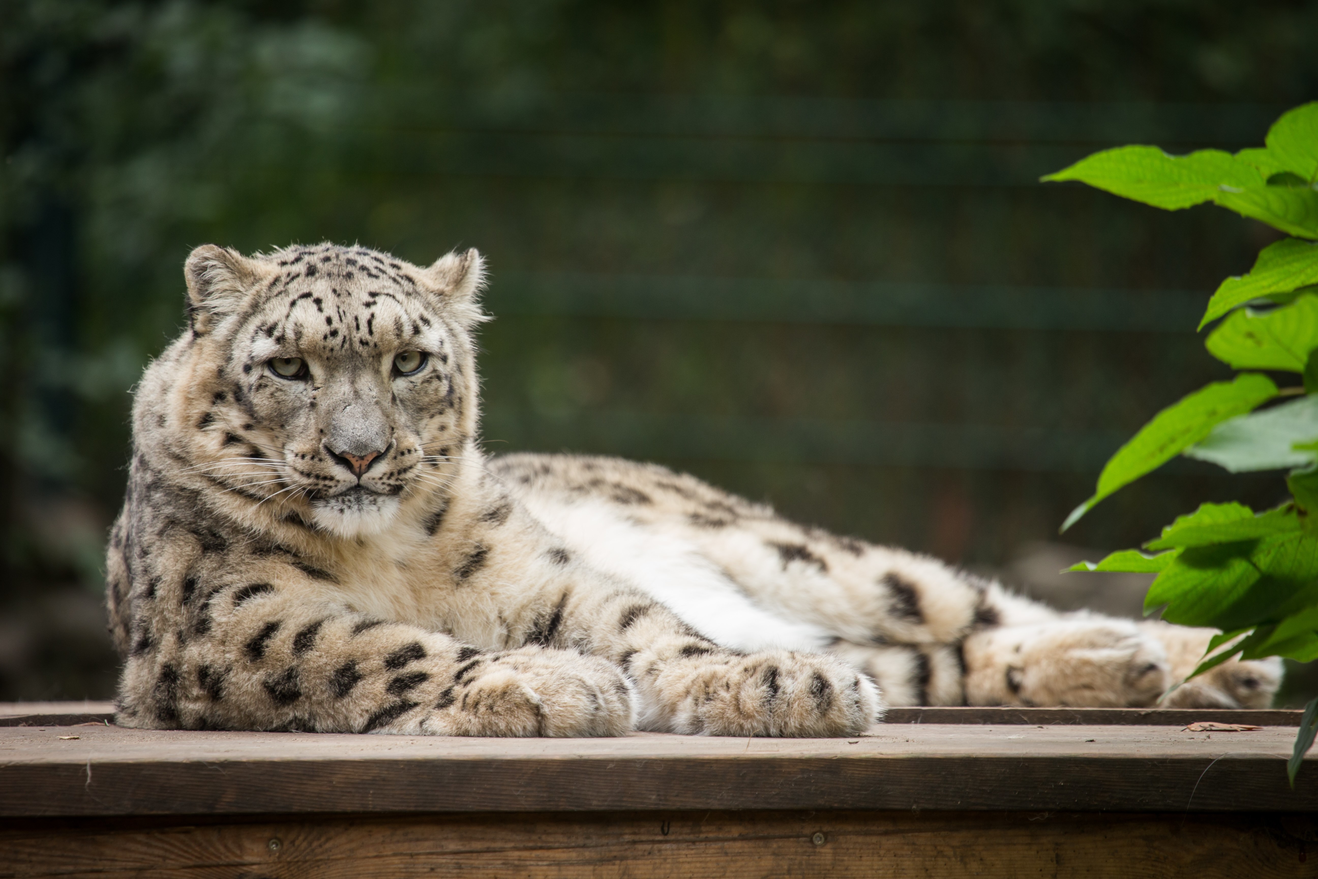 Snow leopard resting on wooden platform HD Wallpaper
