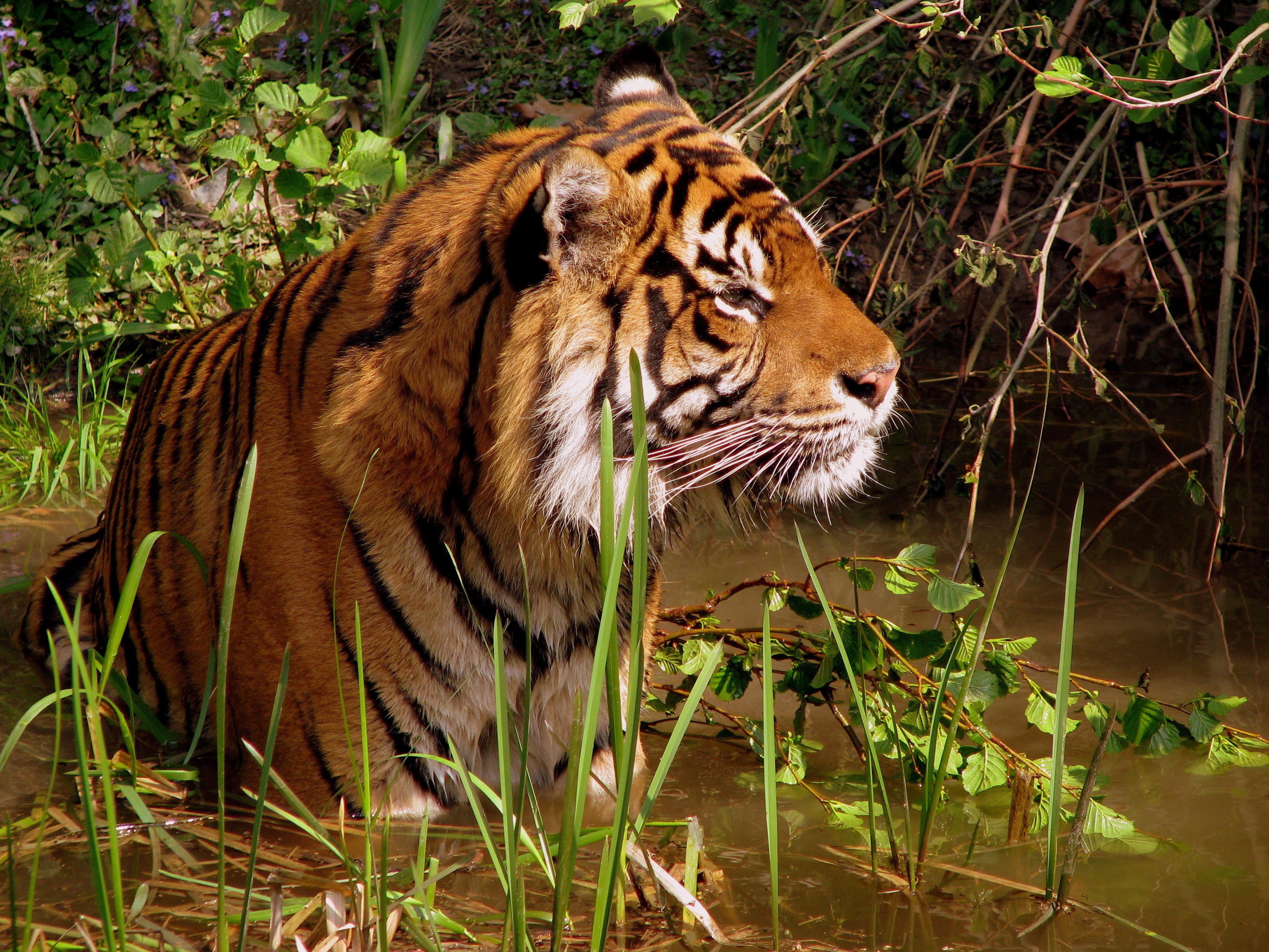 Tiger in water with grass HD Wallpaper