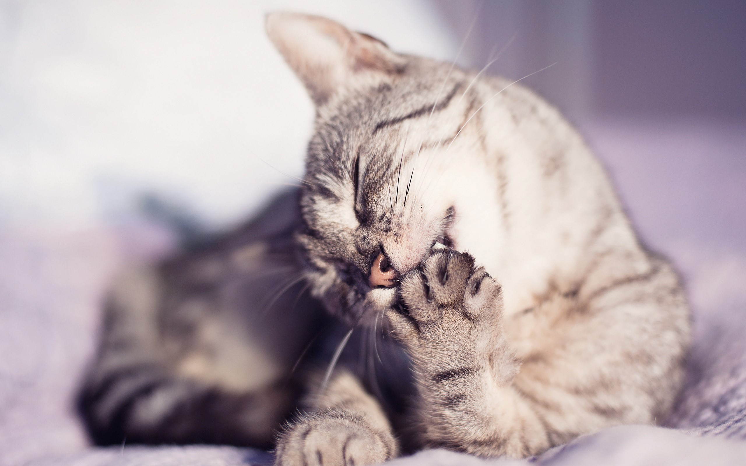 A tabby cat grooming its paw HD Wallpaper