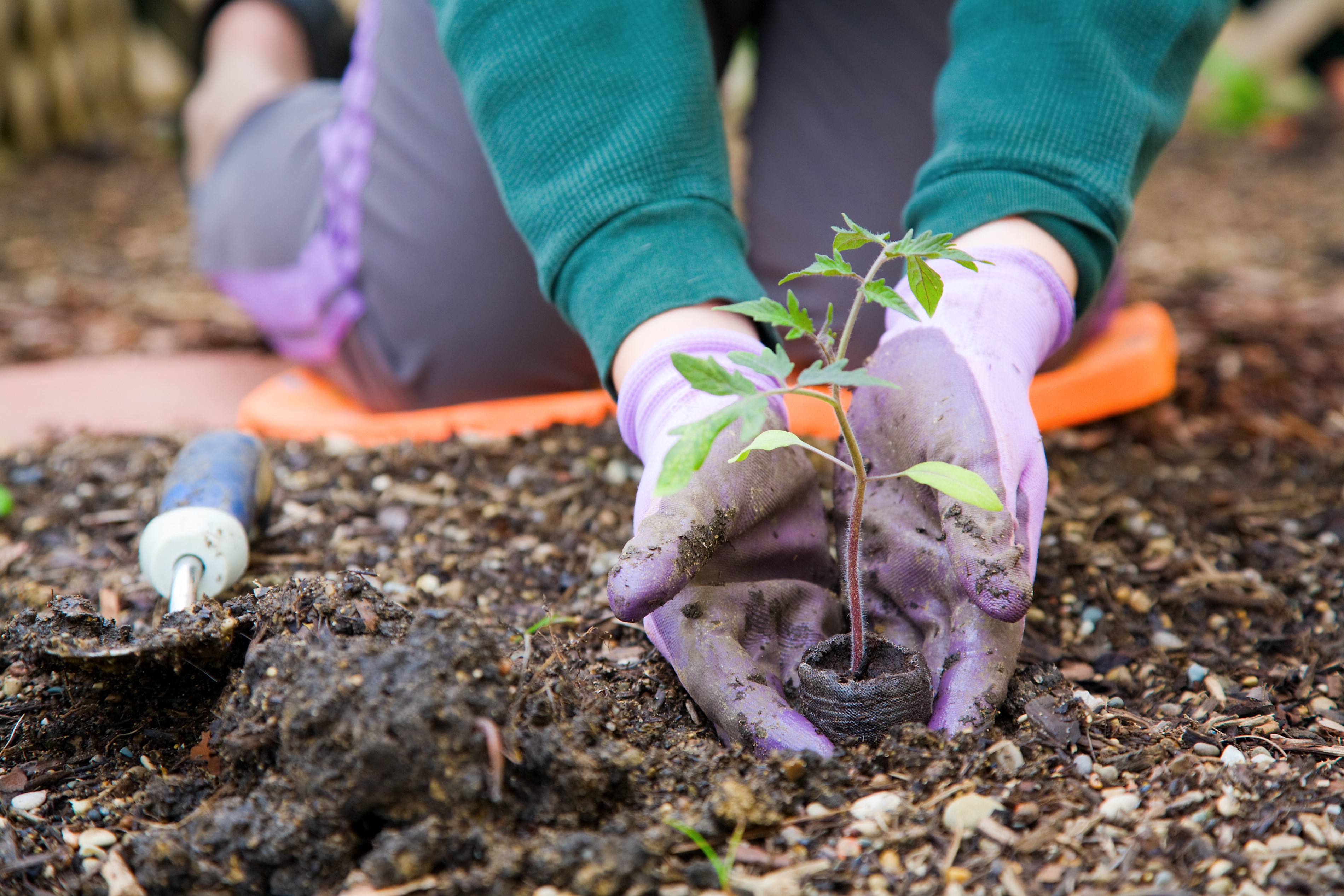 Person planting a tomato seedling in soil HD Wallpaper