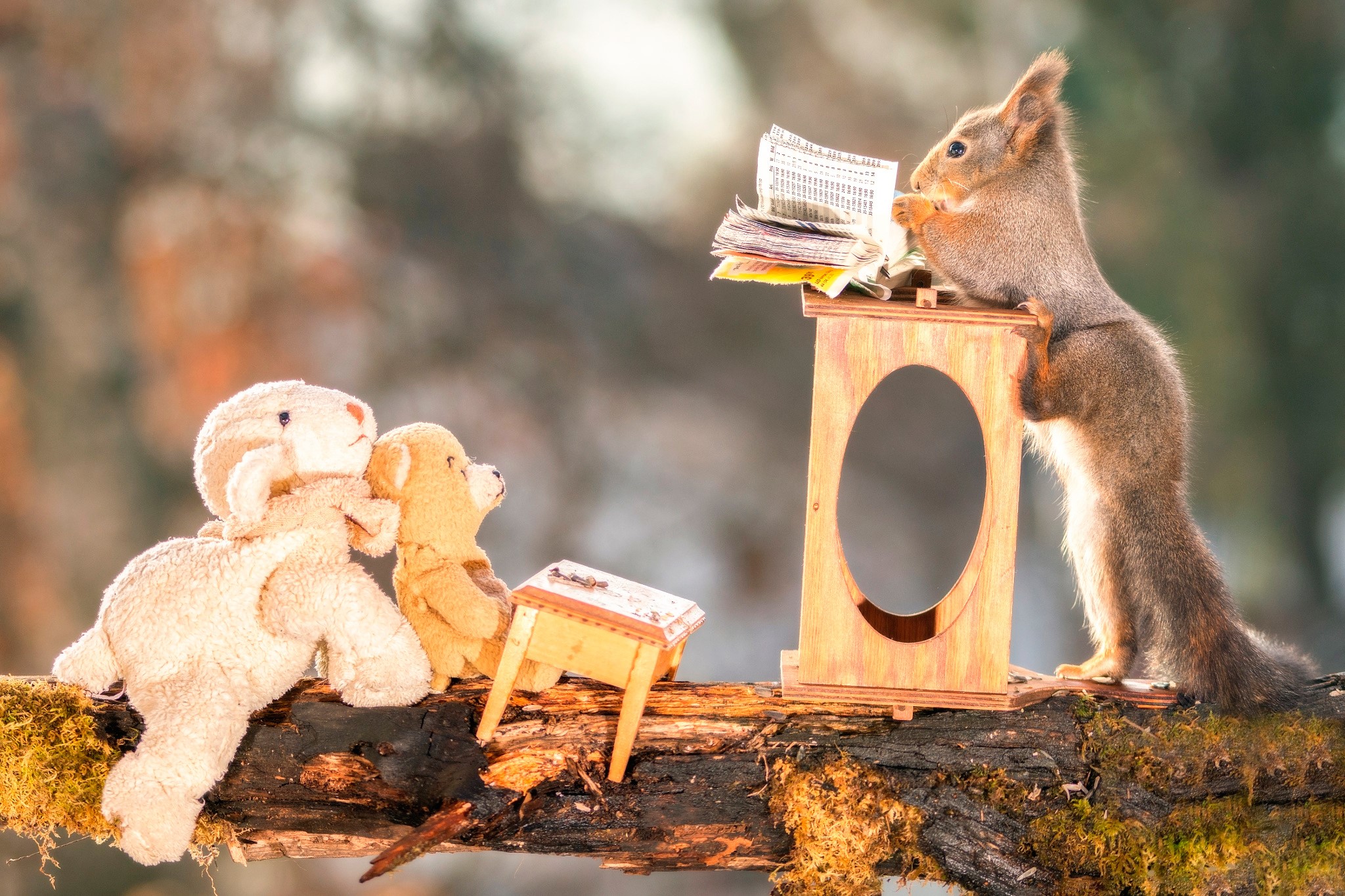 Squirrel reading to teddy bears on a log HD Wallpaper