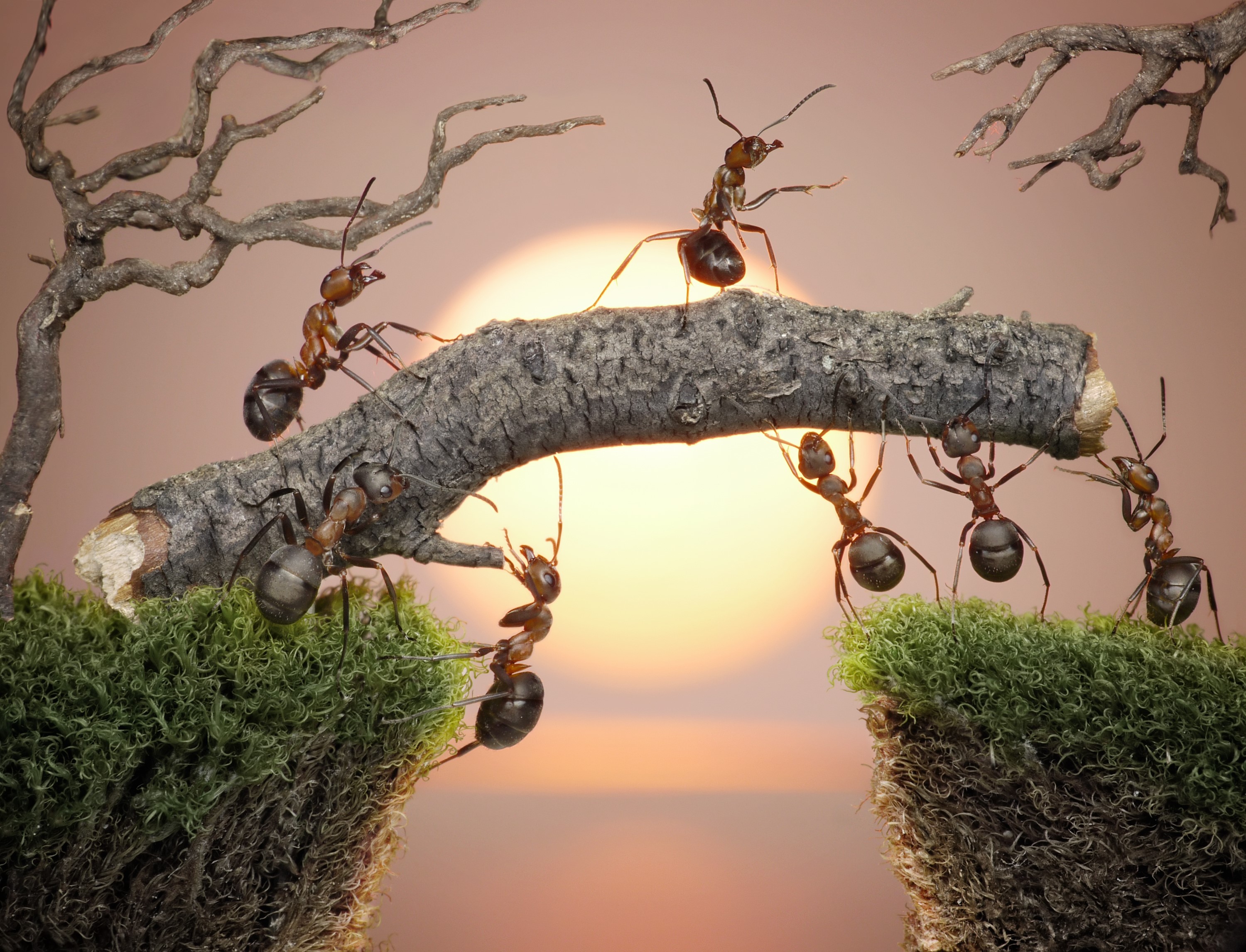 Ants building a bridge at sunset HD Wallpaper