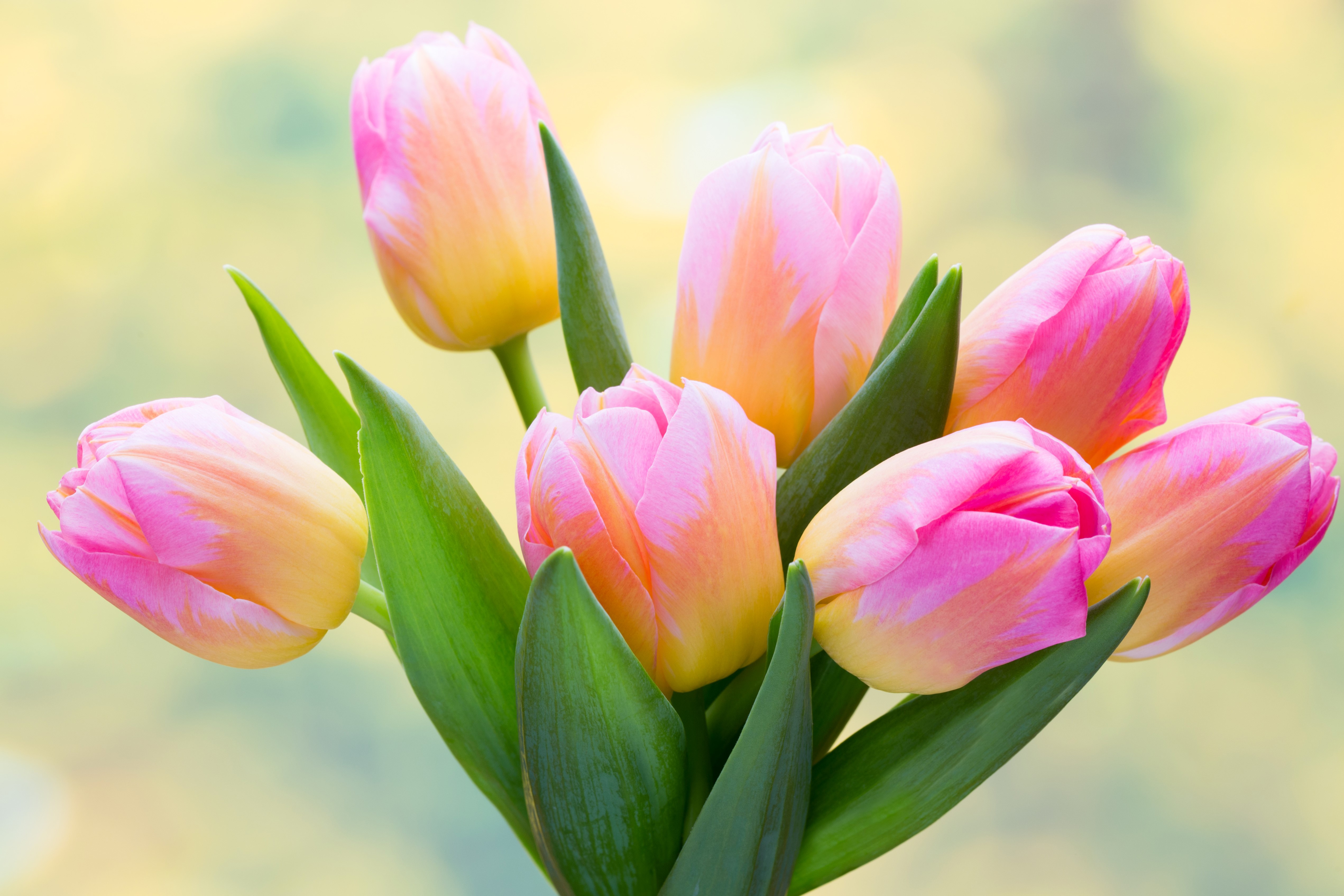 A bouquet of pink and yellow tulips HD Wallpaper
