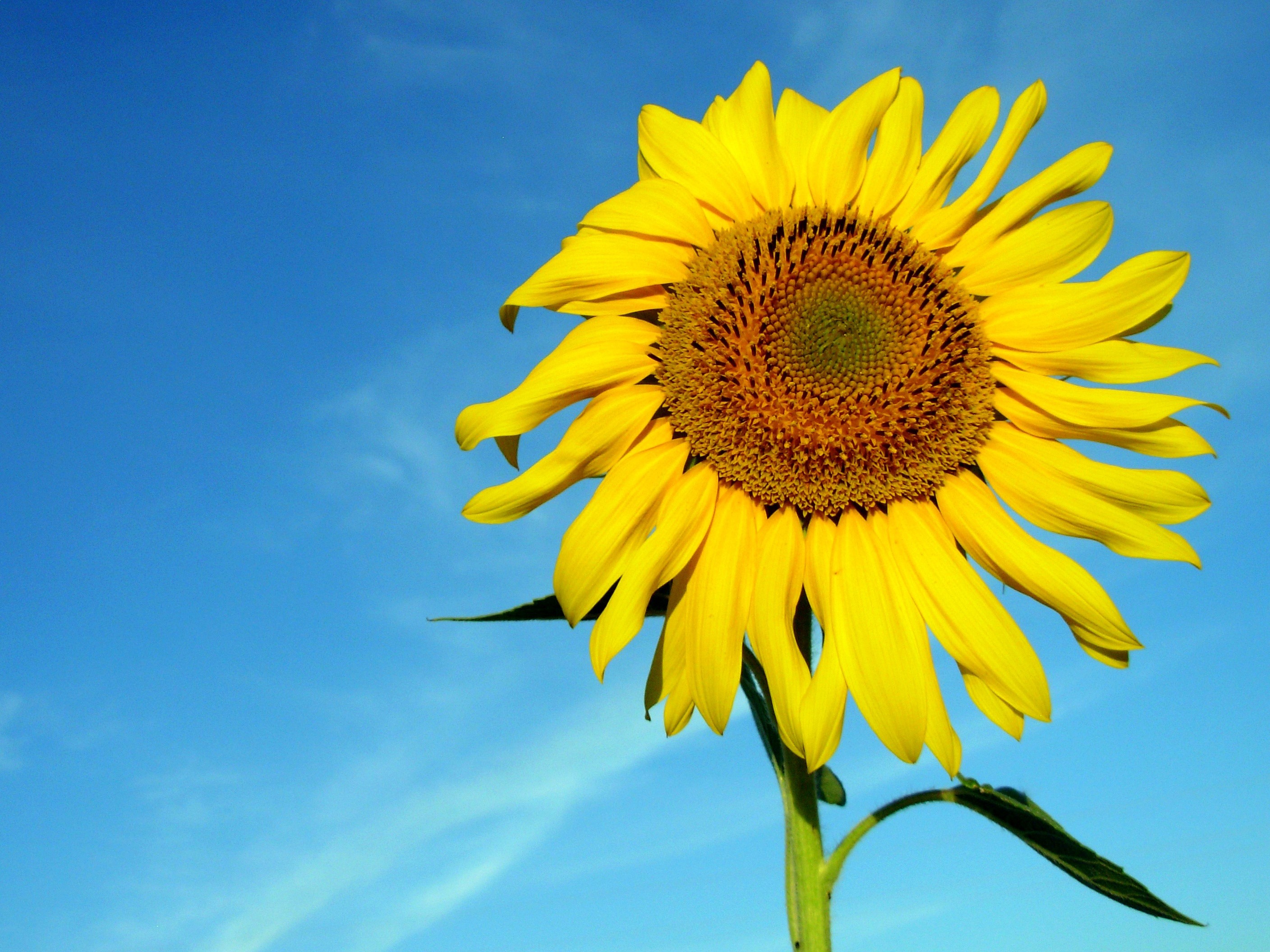 Sunflower against a blue sky HD Wallpaper