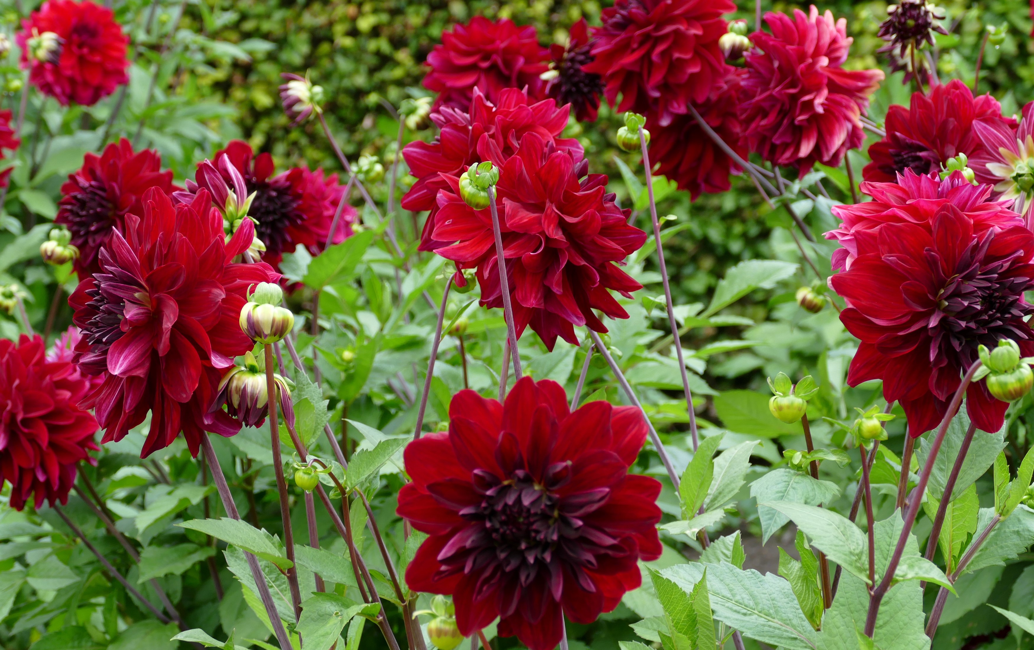 Deep red dahlias in a garden HD Wallpaper