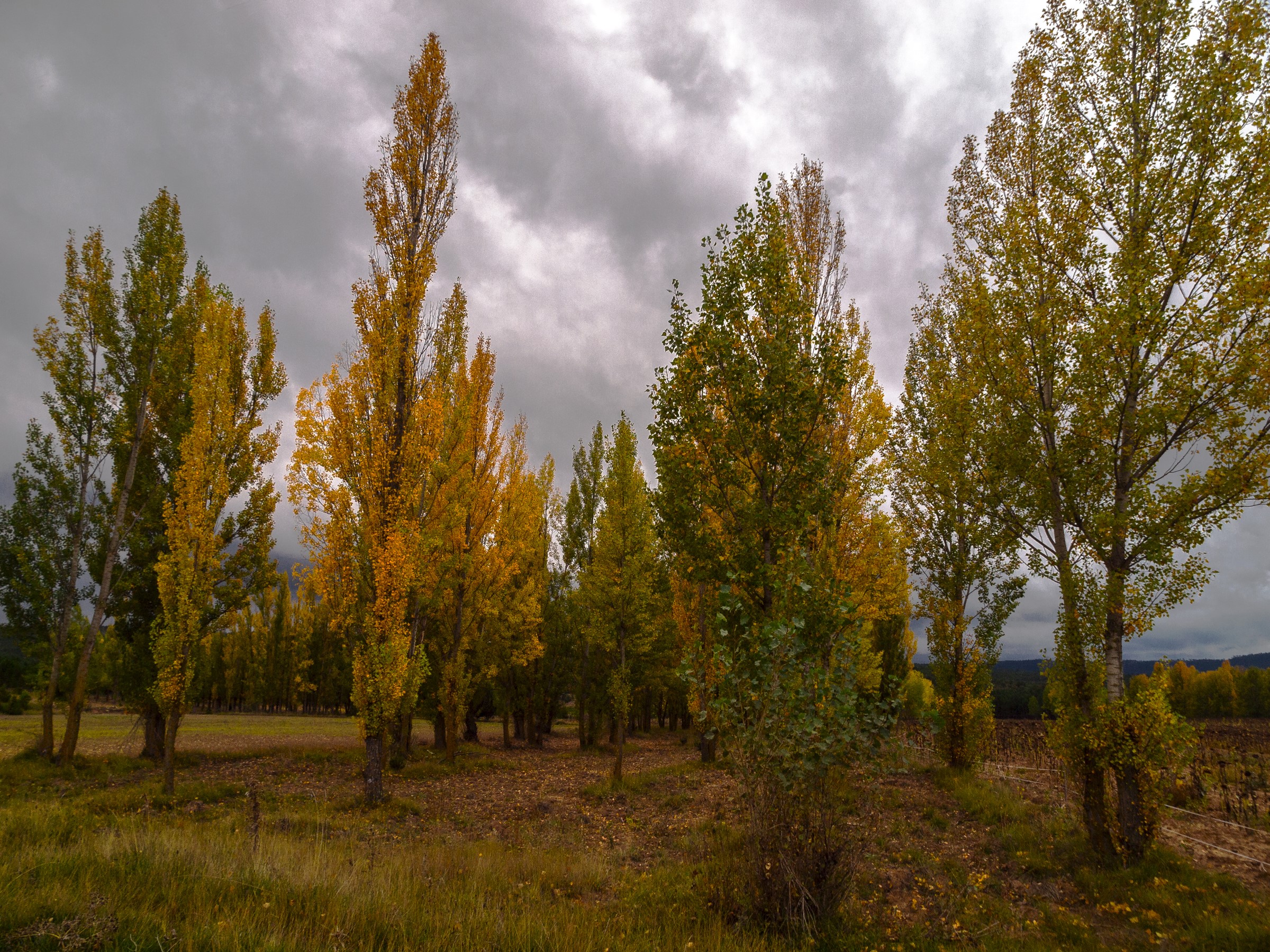 Autumn trees with yellow and green leaves under a cloudy sky HD Wallpaper