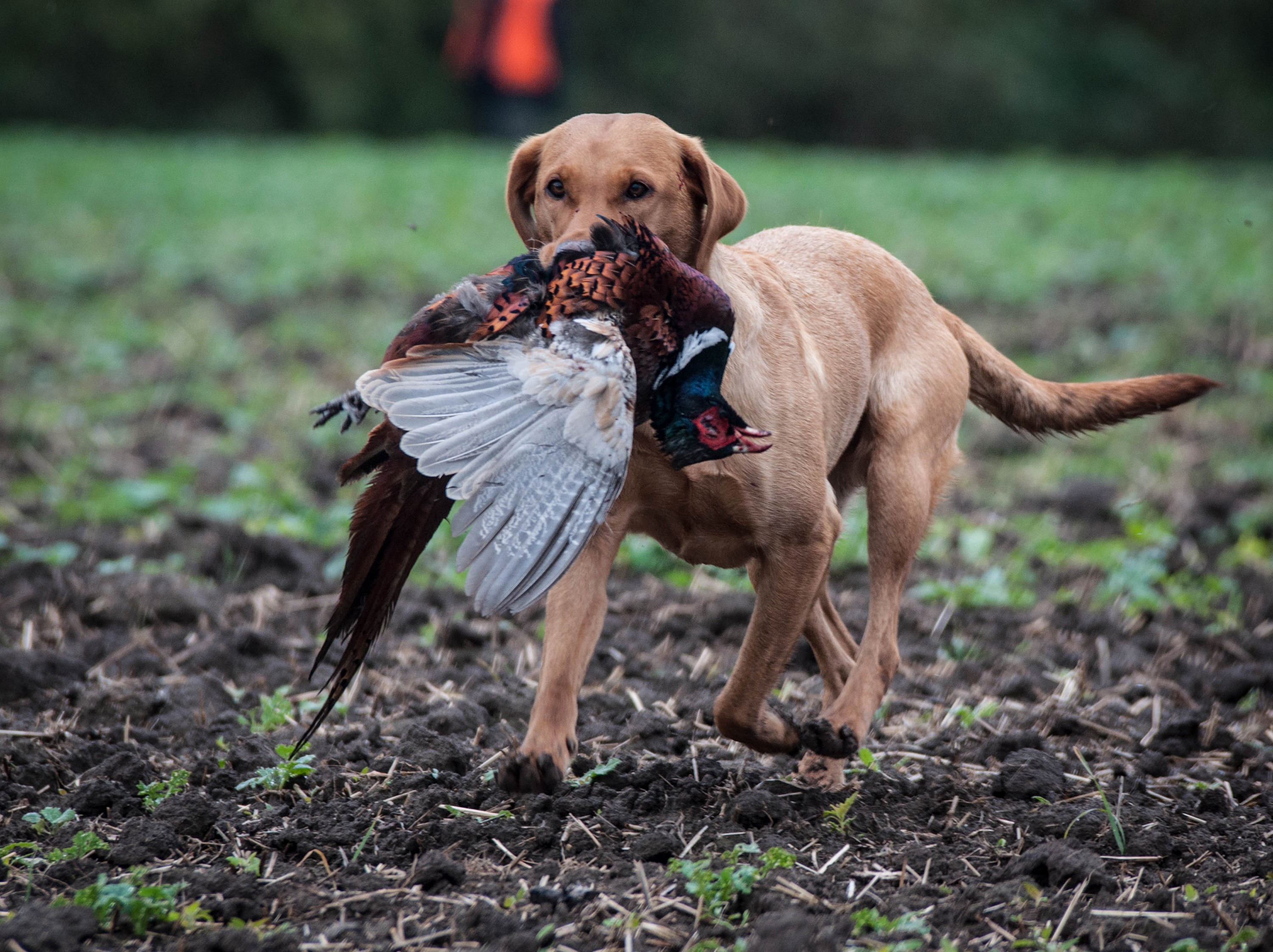 Labrador Retriever carrying a pheasant in a field HD Wallpaper