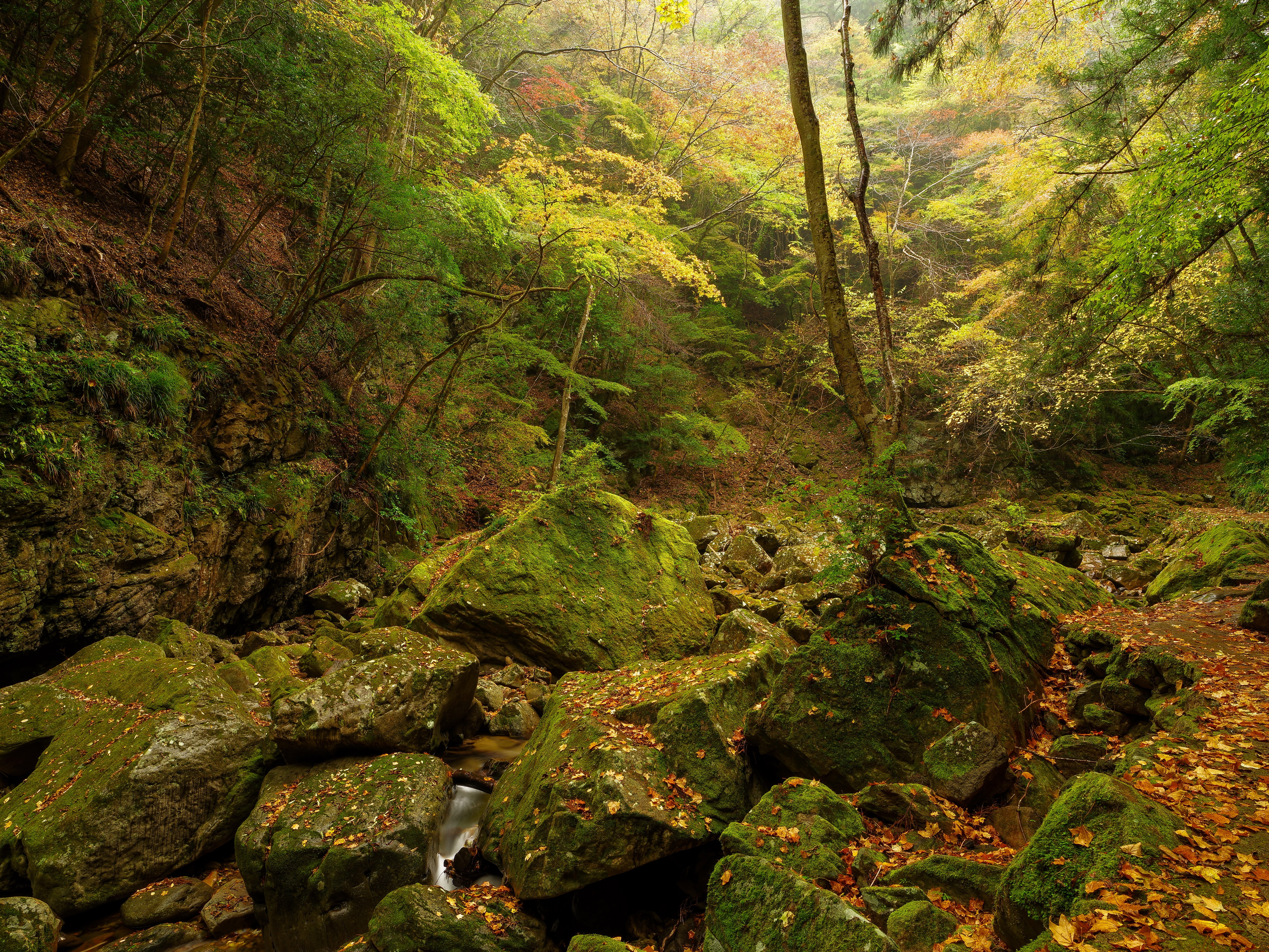 Mossy Stones and Autumn Foliage in a Forest HD Wallpaper