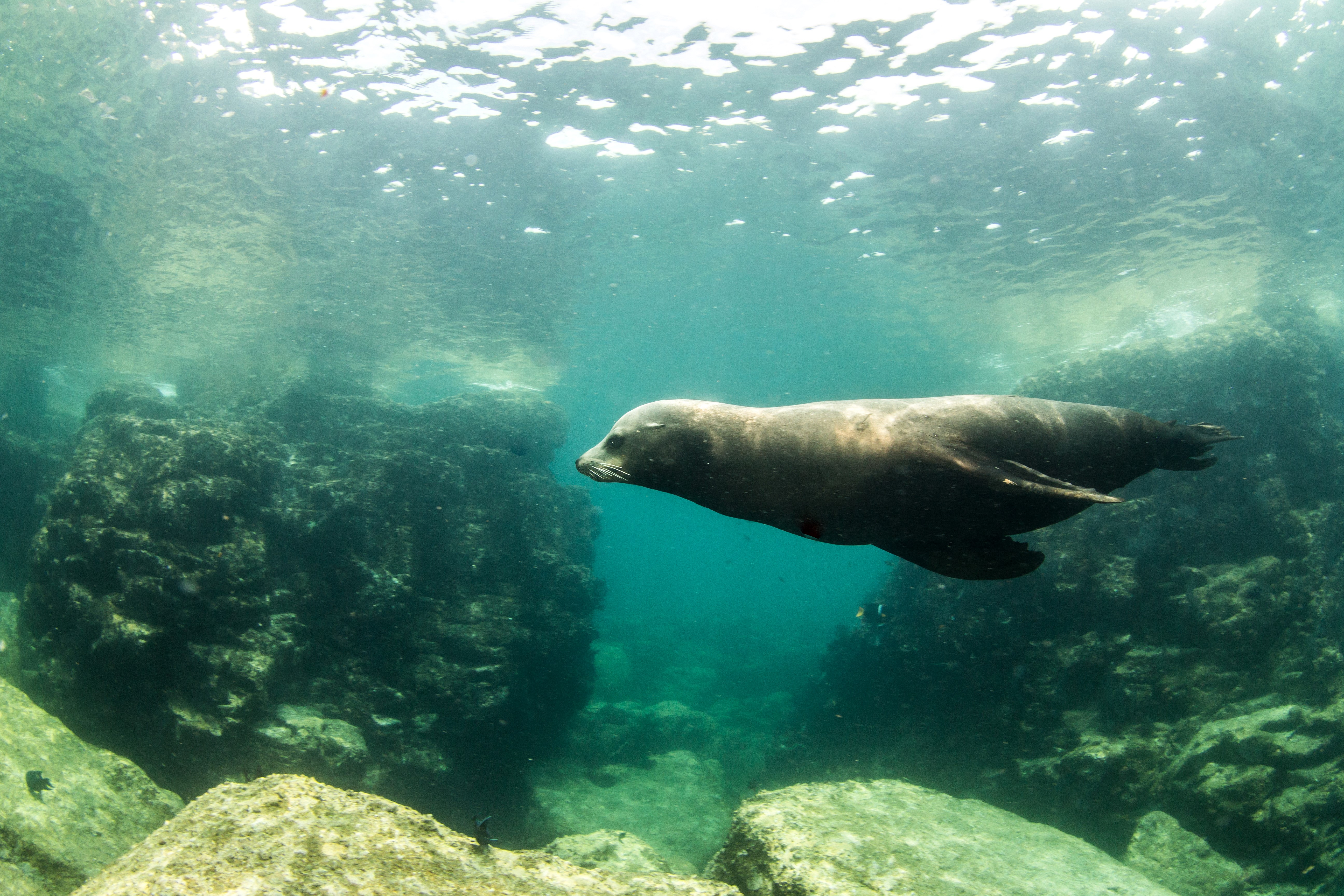 Underwater world with a seal HD Wallpaper