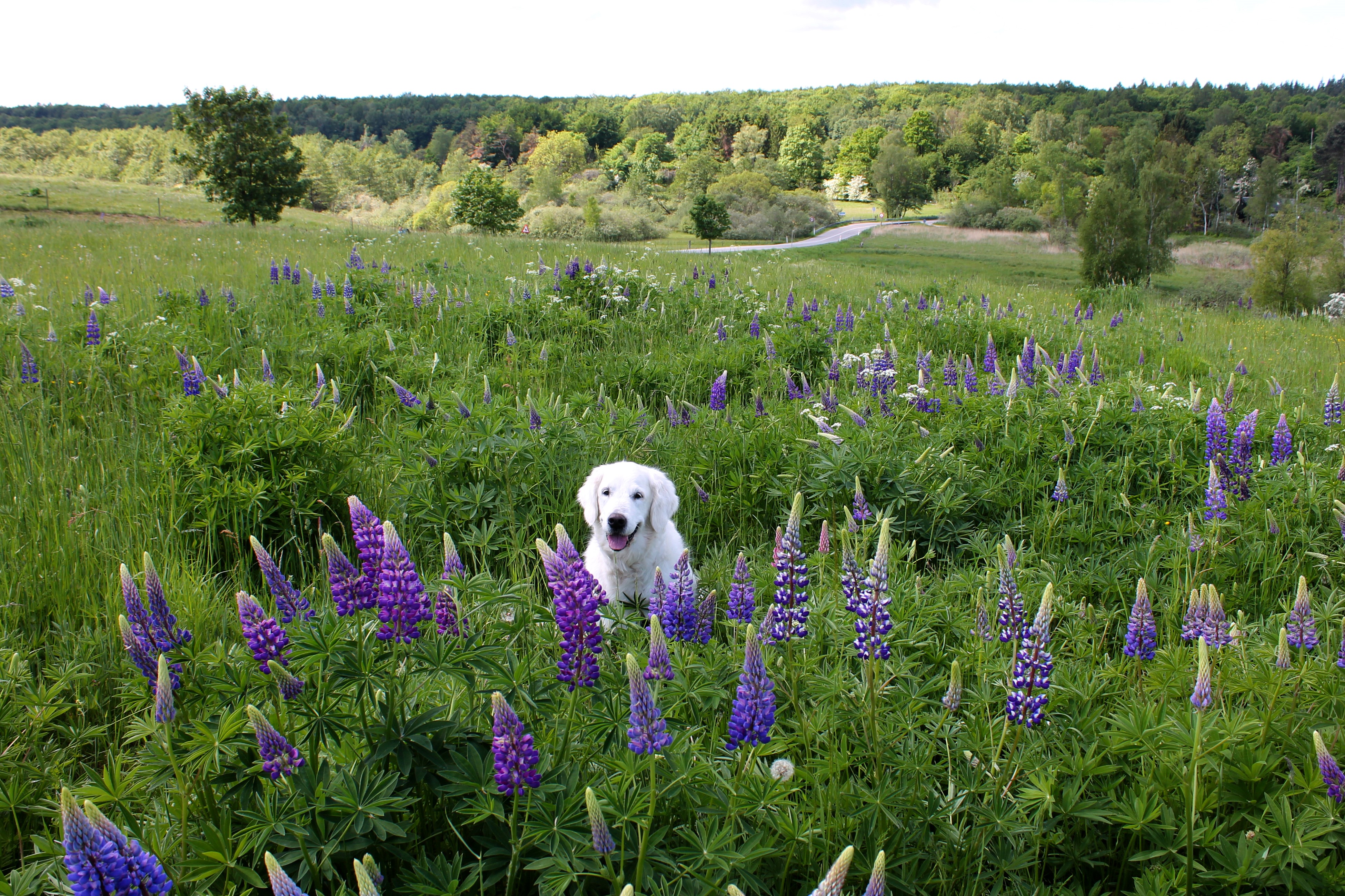 Golden Retriever Dog in a Field of Lupines HD Wallpaper