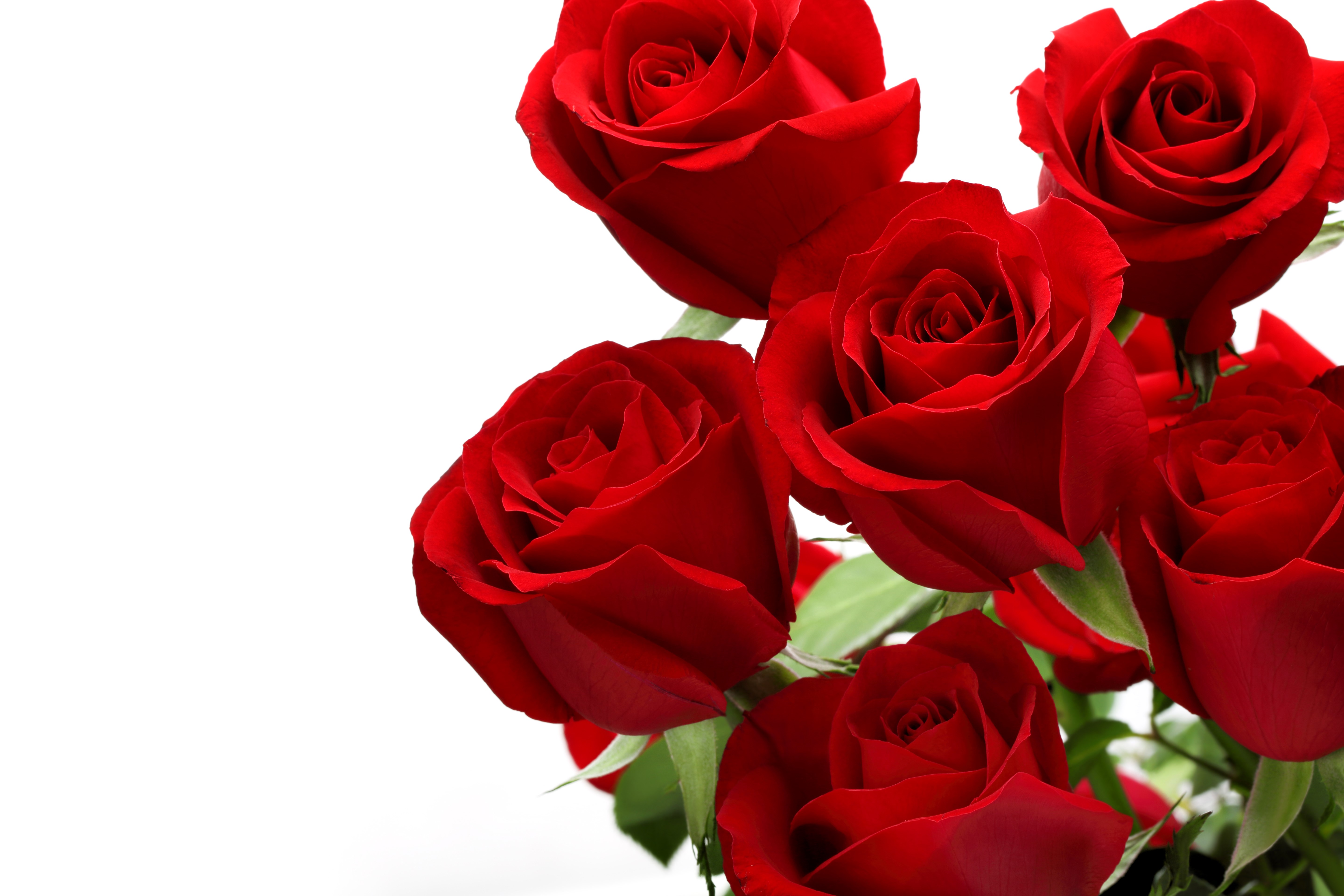 Red Roses Closeup on White Background HD Wallpaper