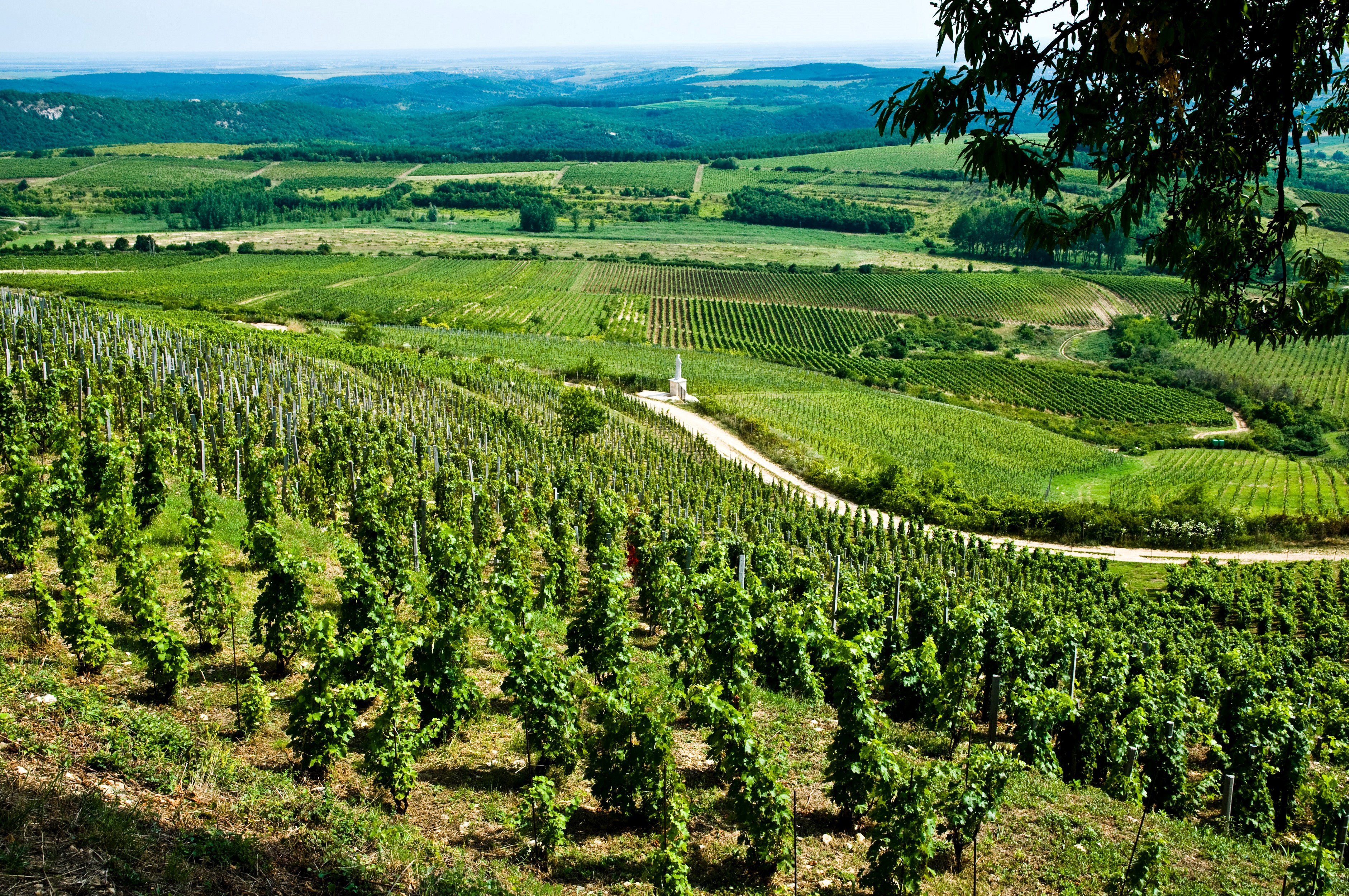 Vineyard landscape in Hungary HD Wallpaper