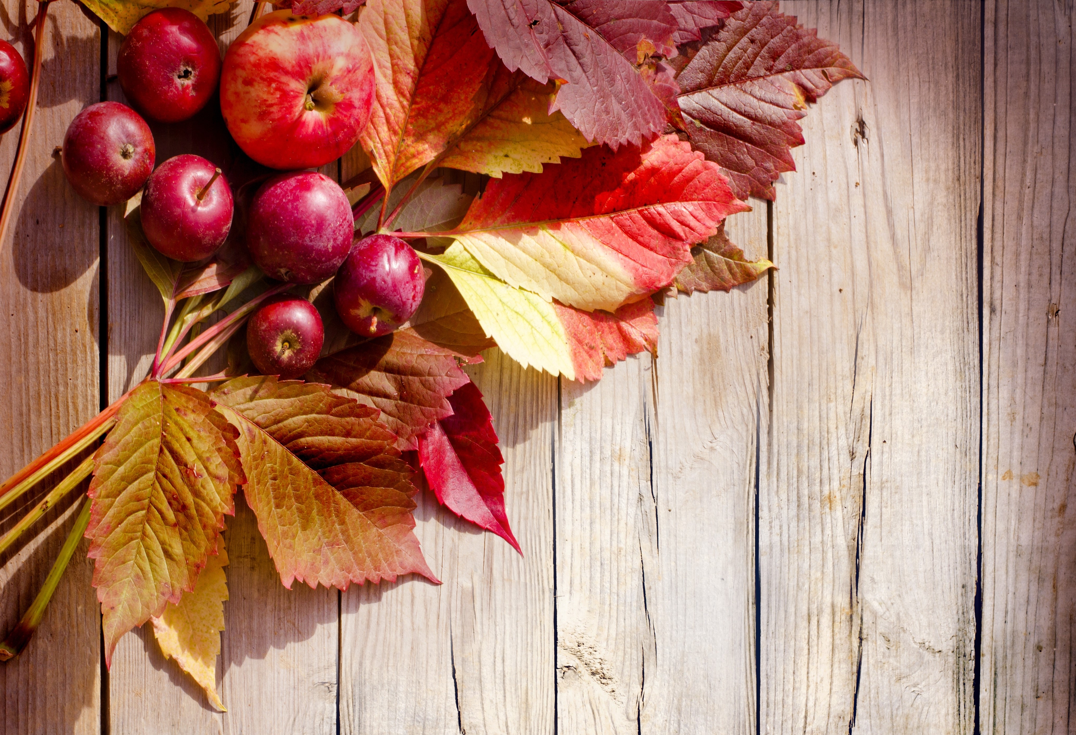 Apples and autumn leaves on wood planks HD Wallpaper